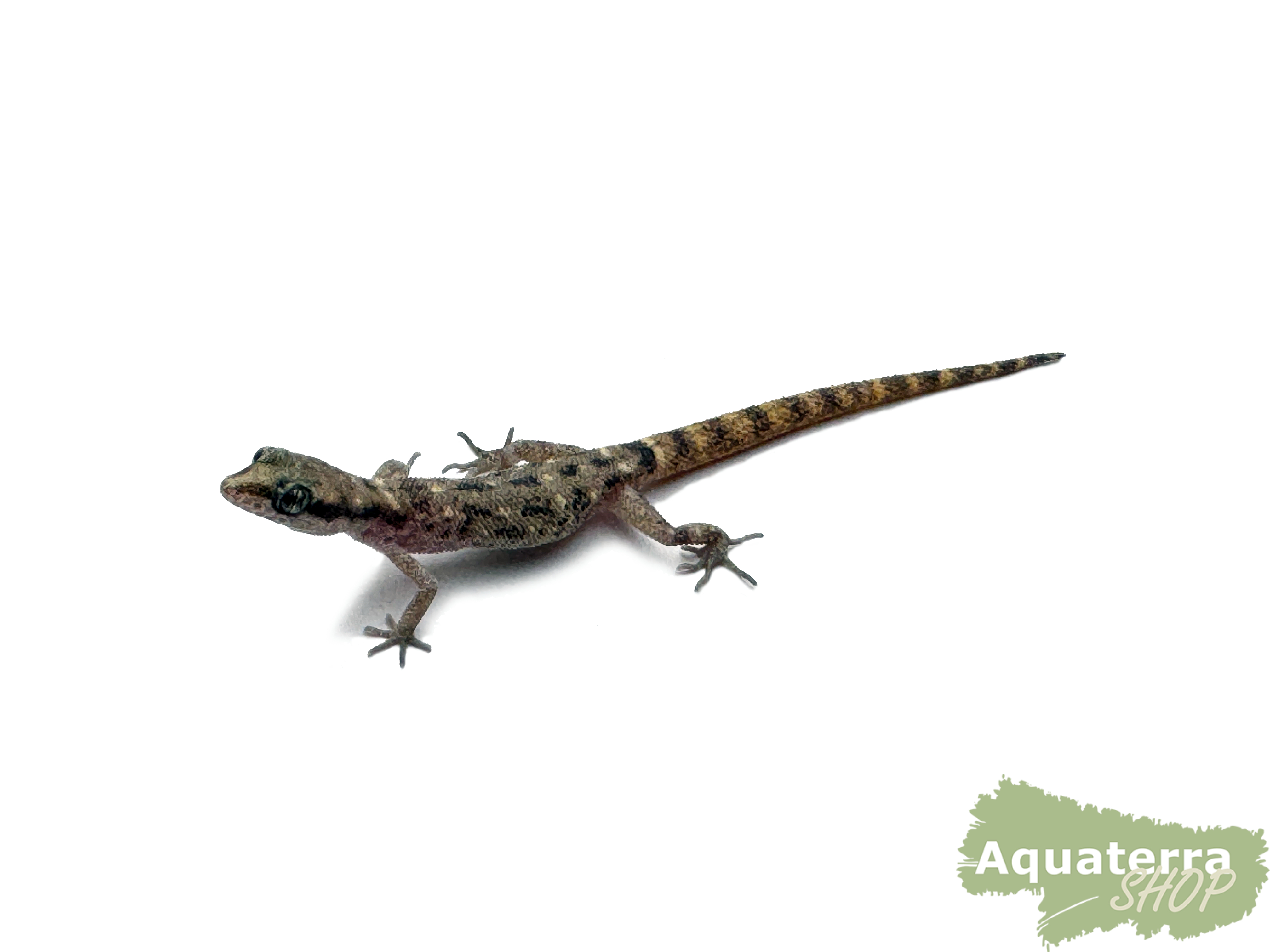 Tropiocolotes steudneri, Zwergwüstengeckos