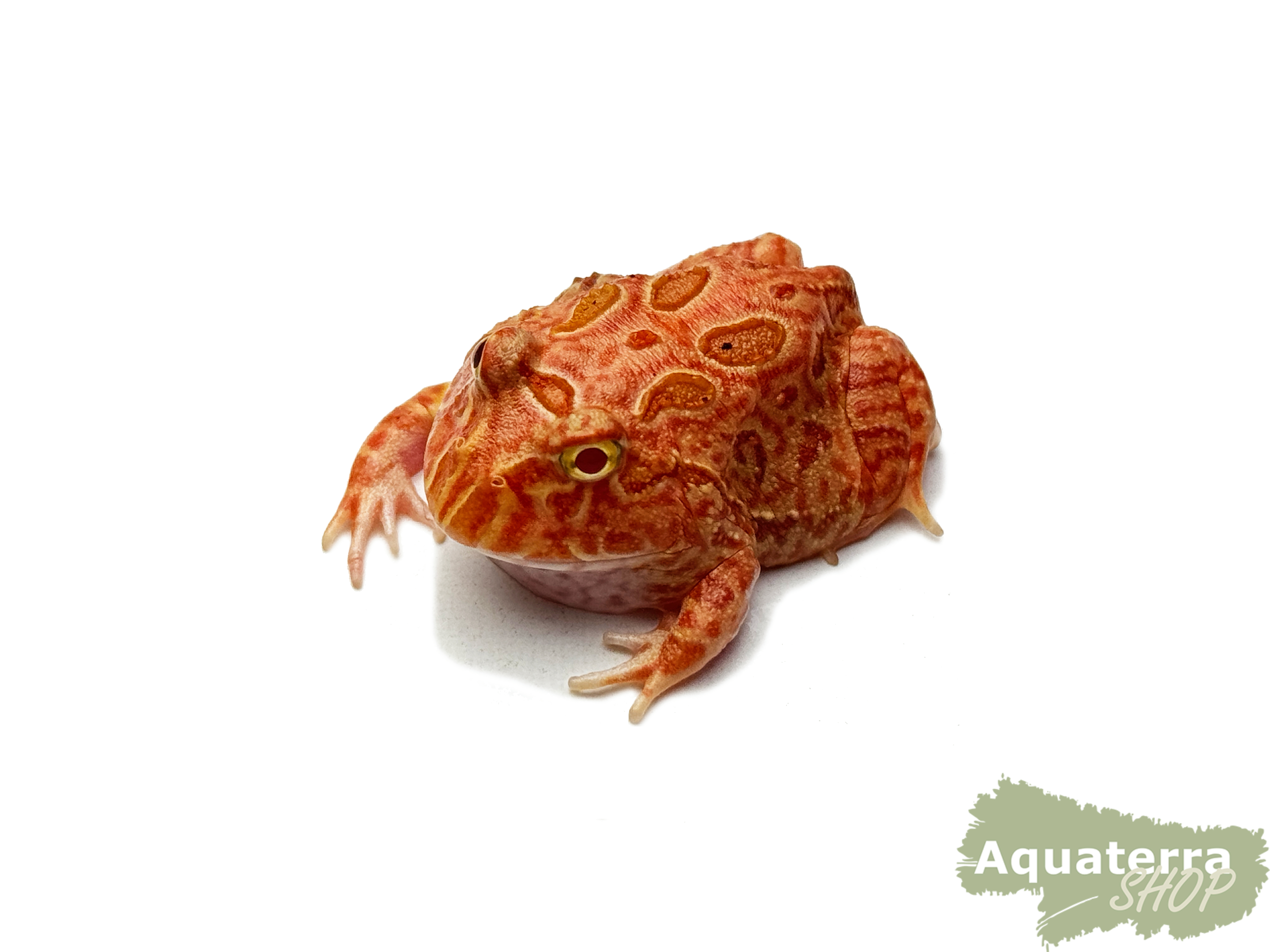 Ceratophrys cranwelli, Schmuckhornfrosch