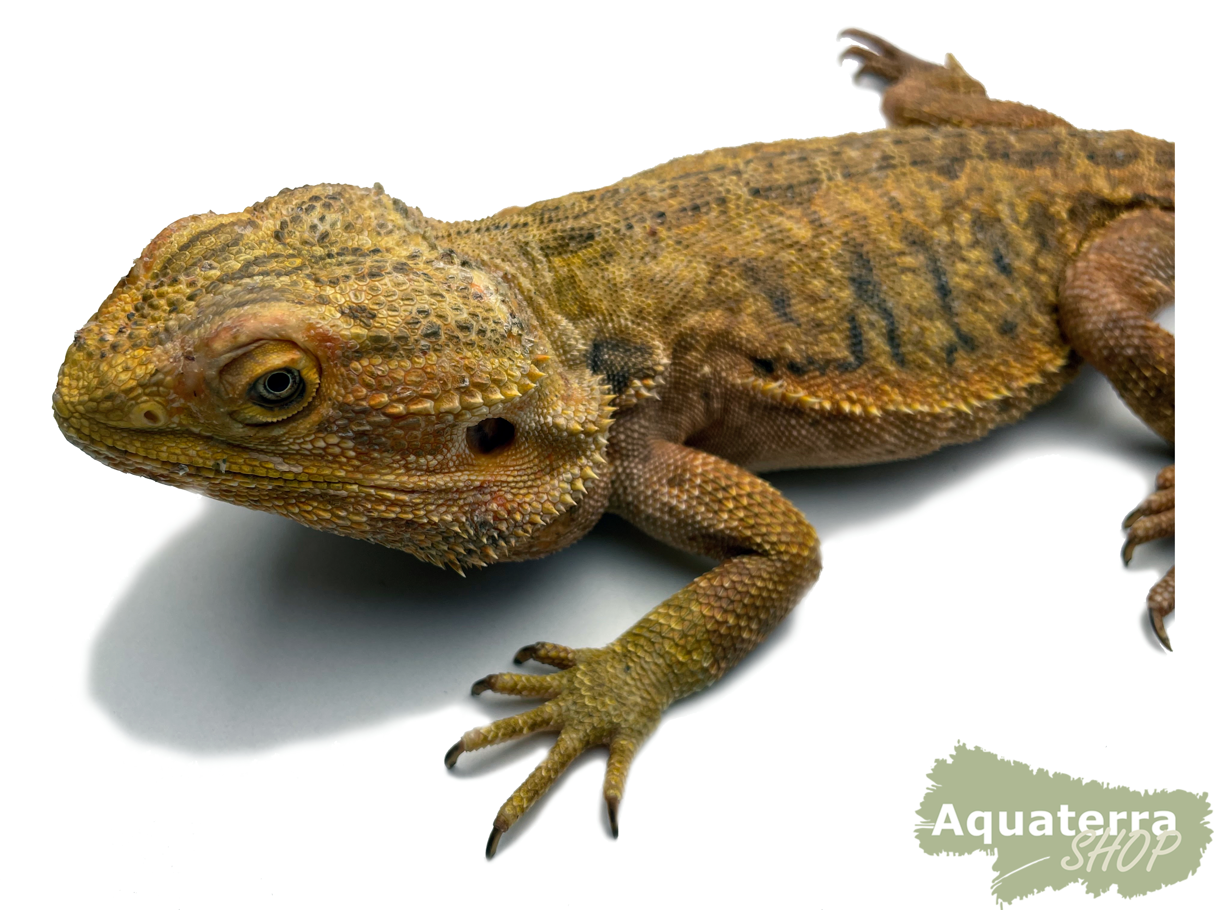 Pogona vitticeps, Bartagame