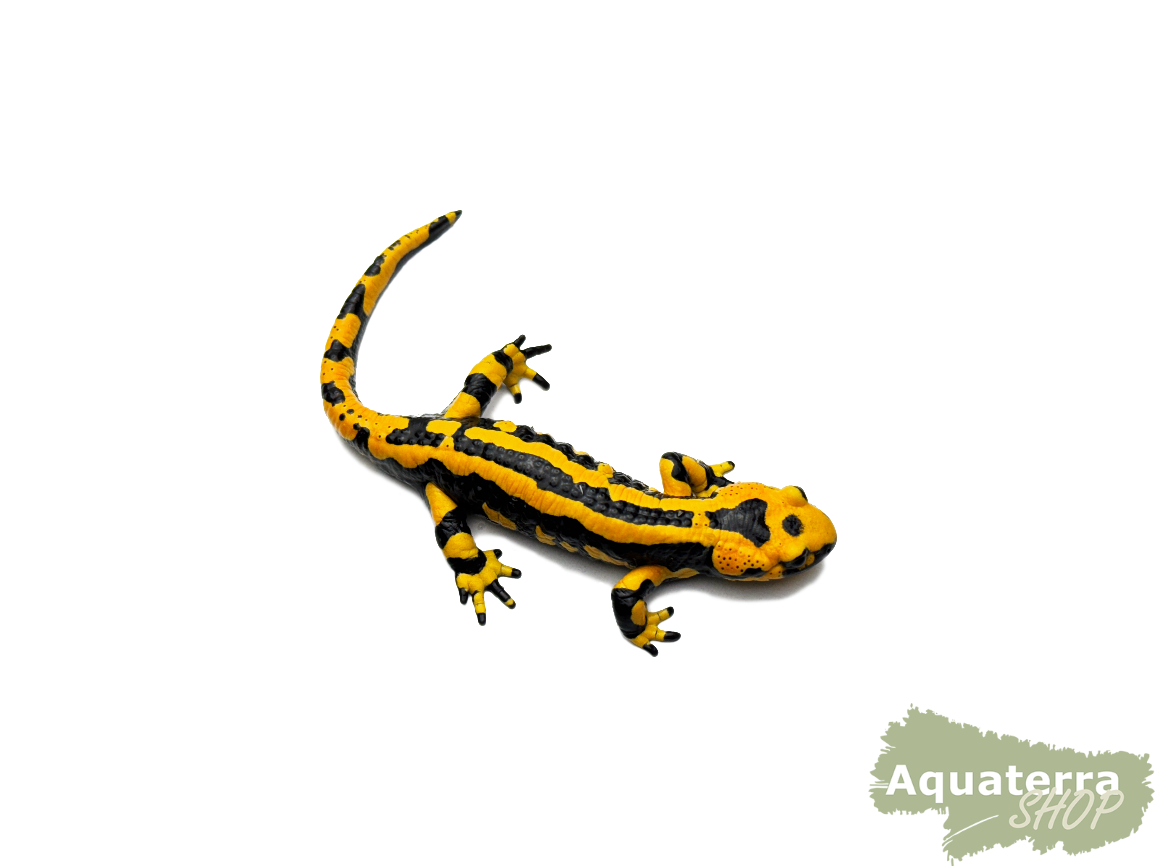 Salamandra s. terrestris, Feuersalamander