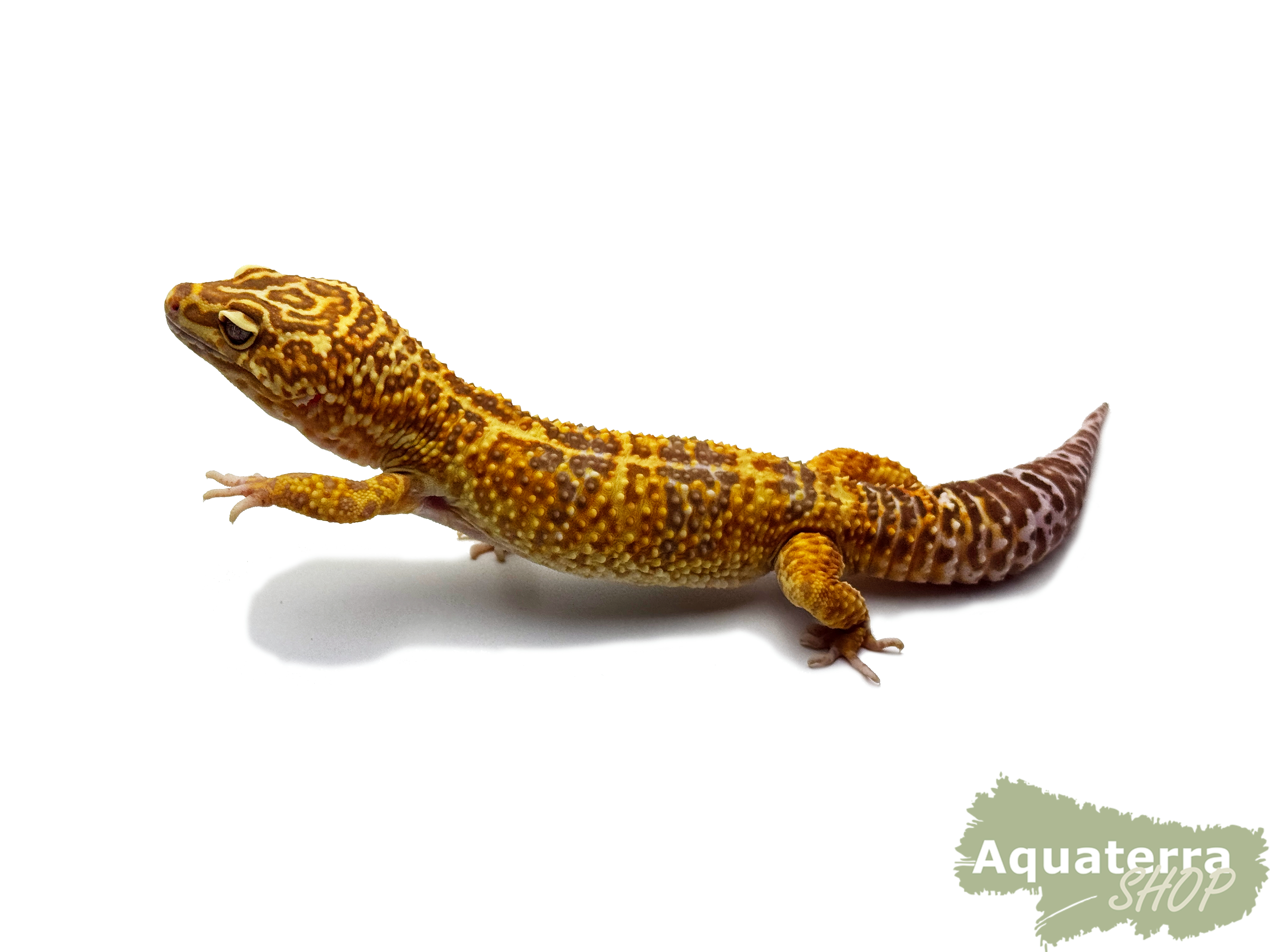 Eublepharis macularius, Leopardgecko