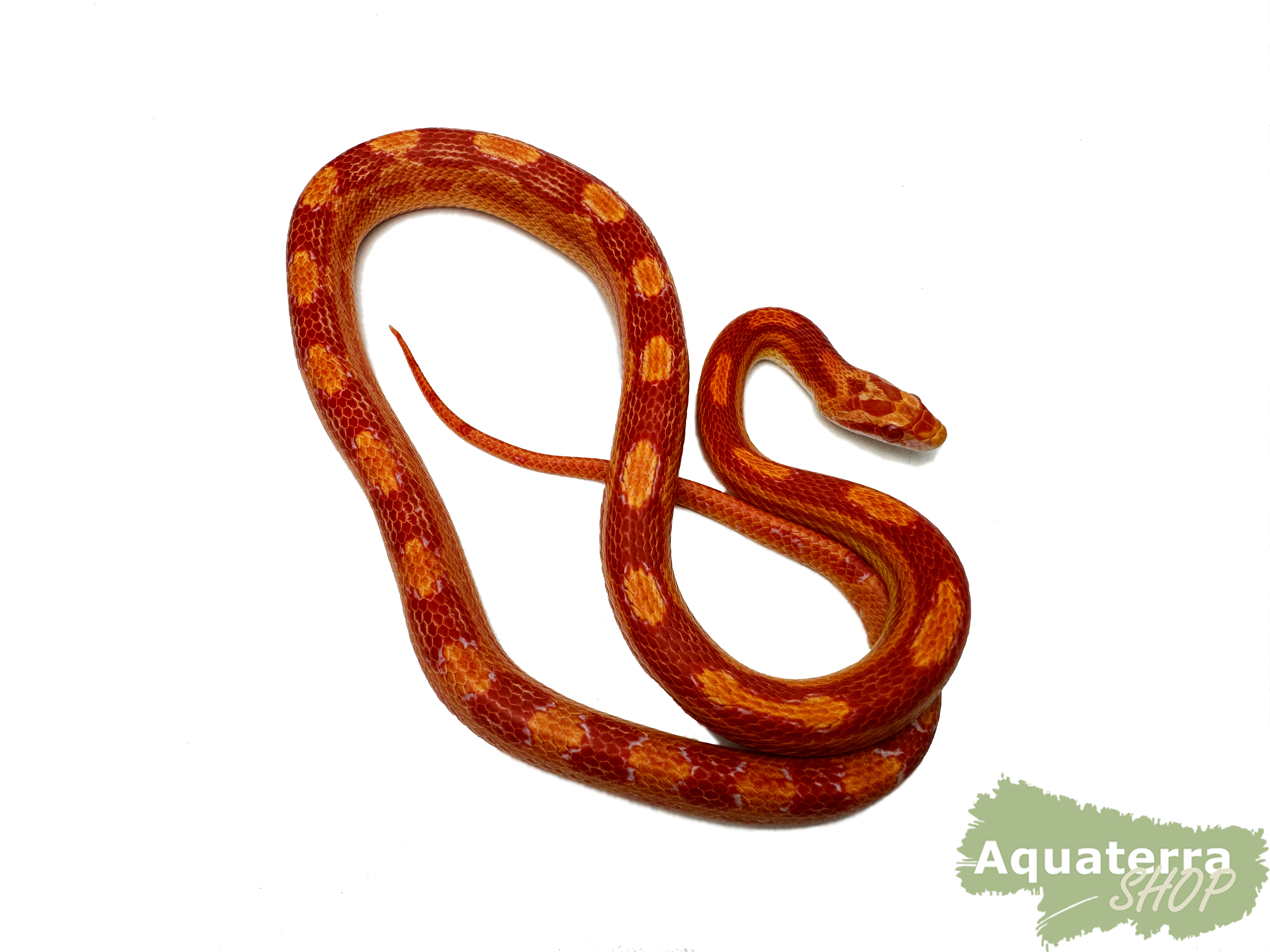 Pantherophis guttatus, Kornnatter