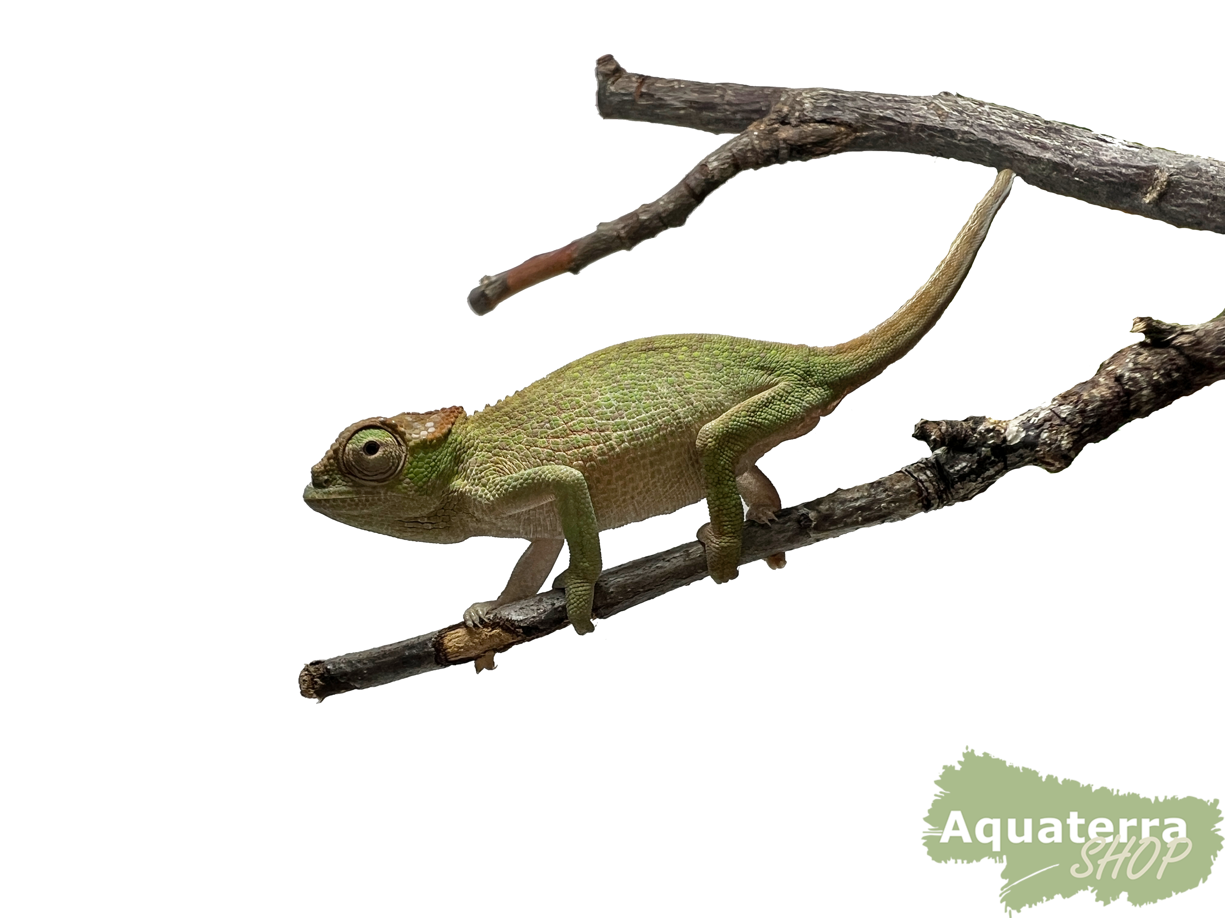 Kinyongia boehmei, Böhmes Zweihornchamäleon [Paarpreis]