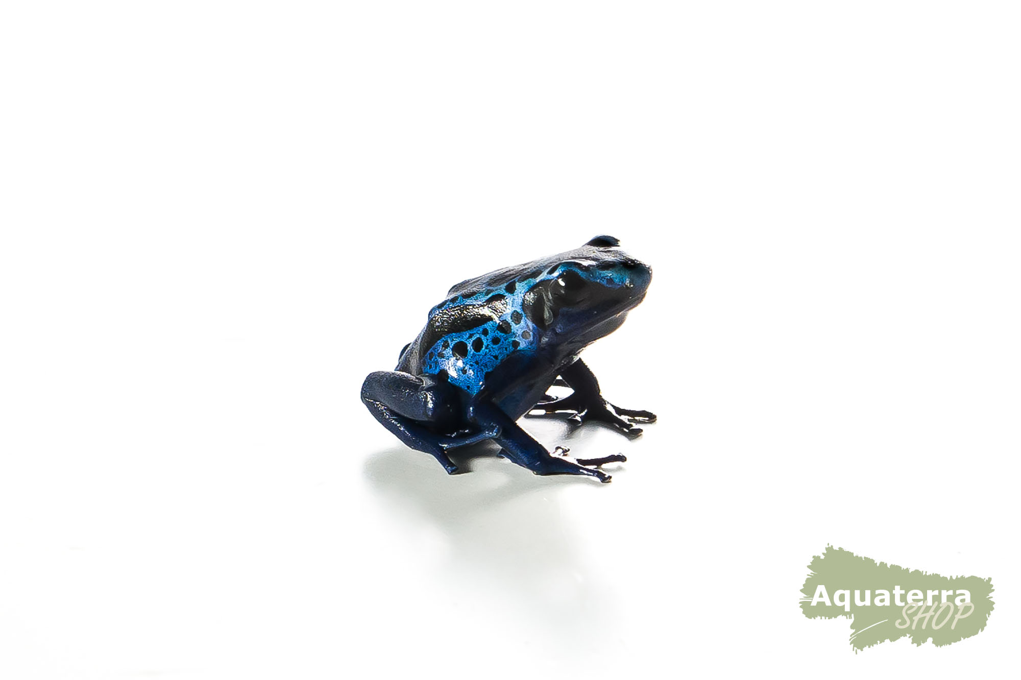 Dendrobates tinctorius, Färberfrosch