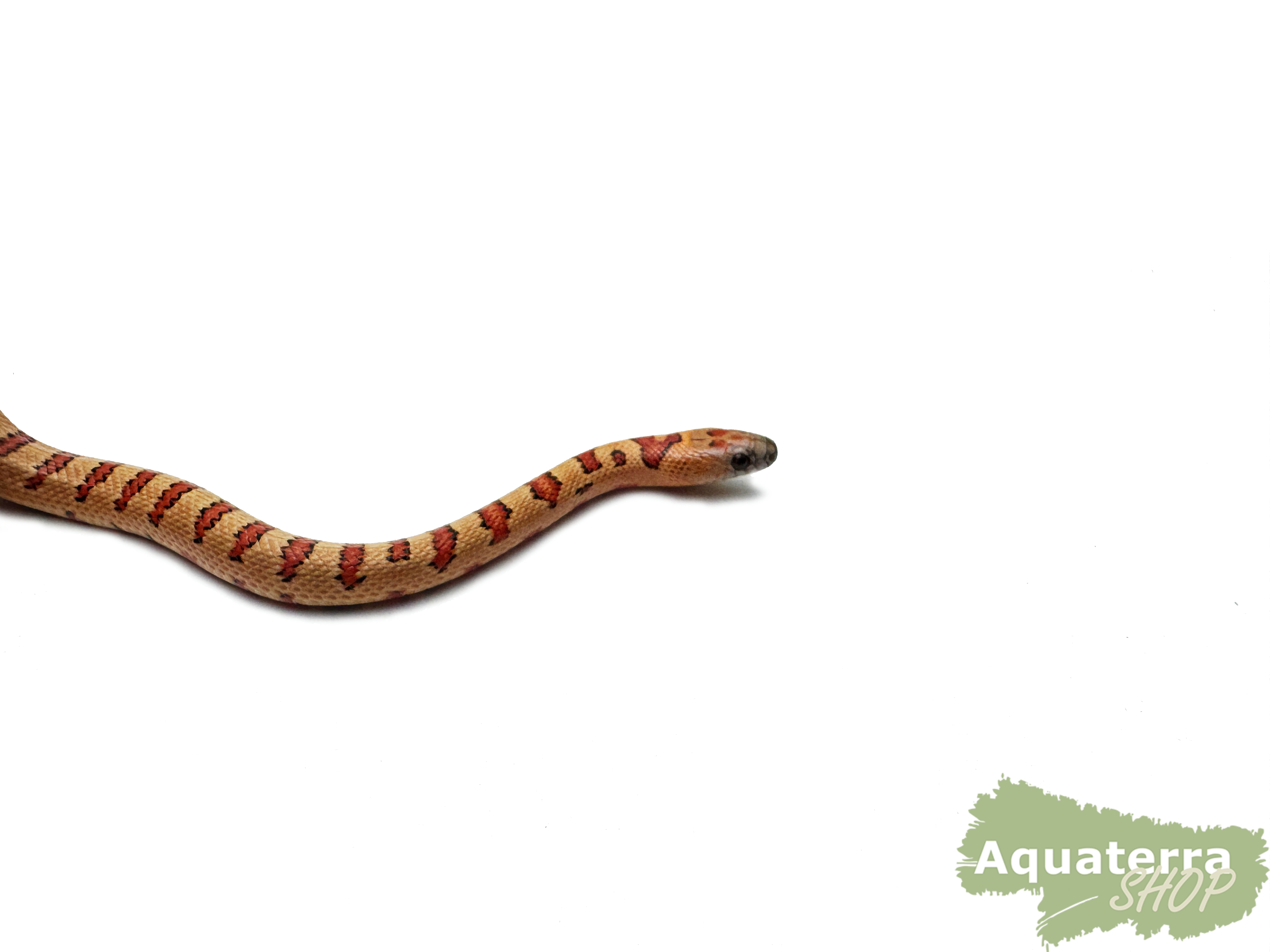 Lampropeltis Leonis, Variable Königsnatter