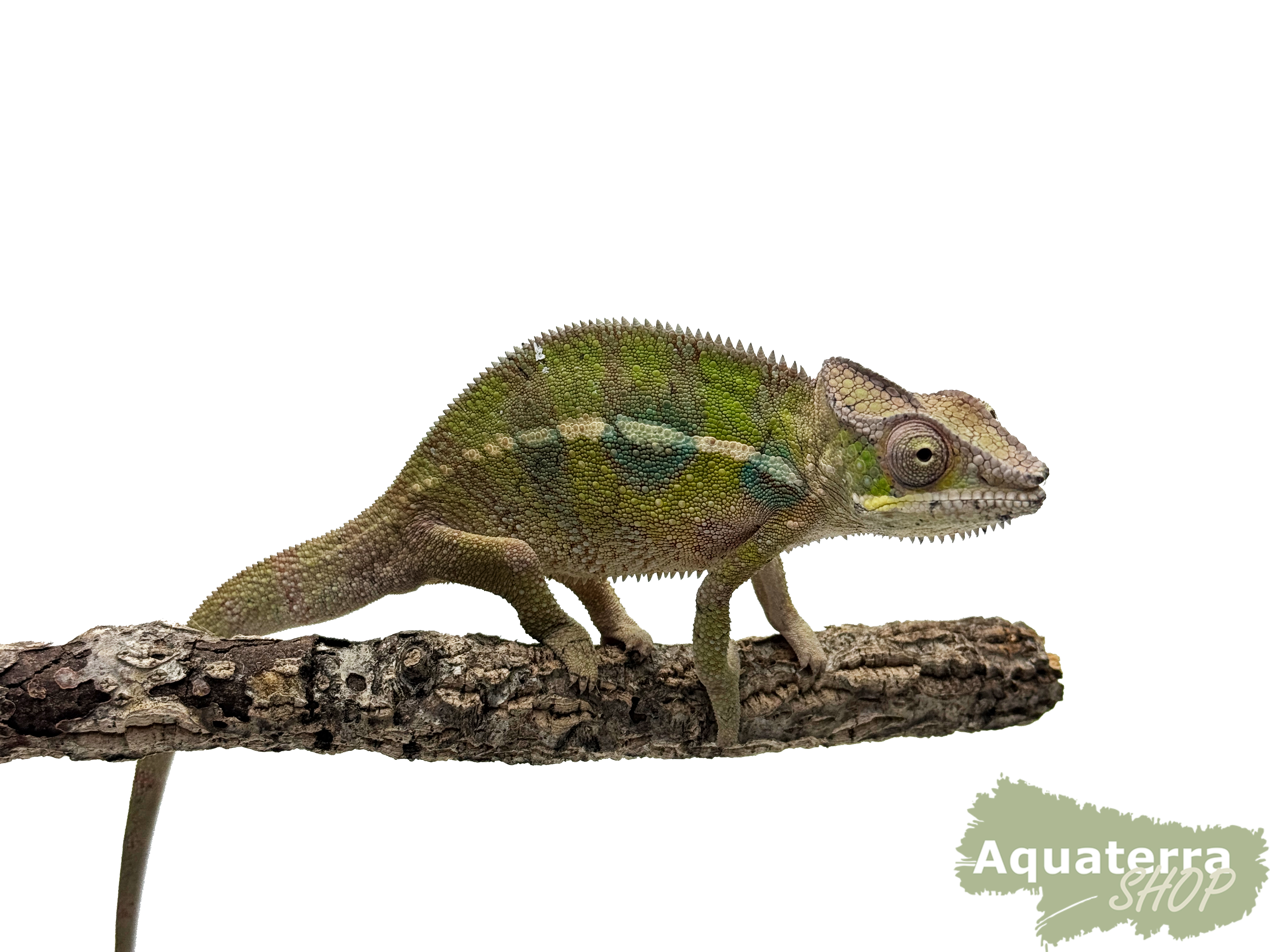 Furcifer pardalis, Pantherchamäleon 