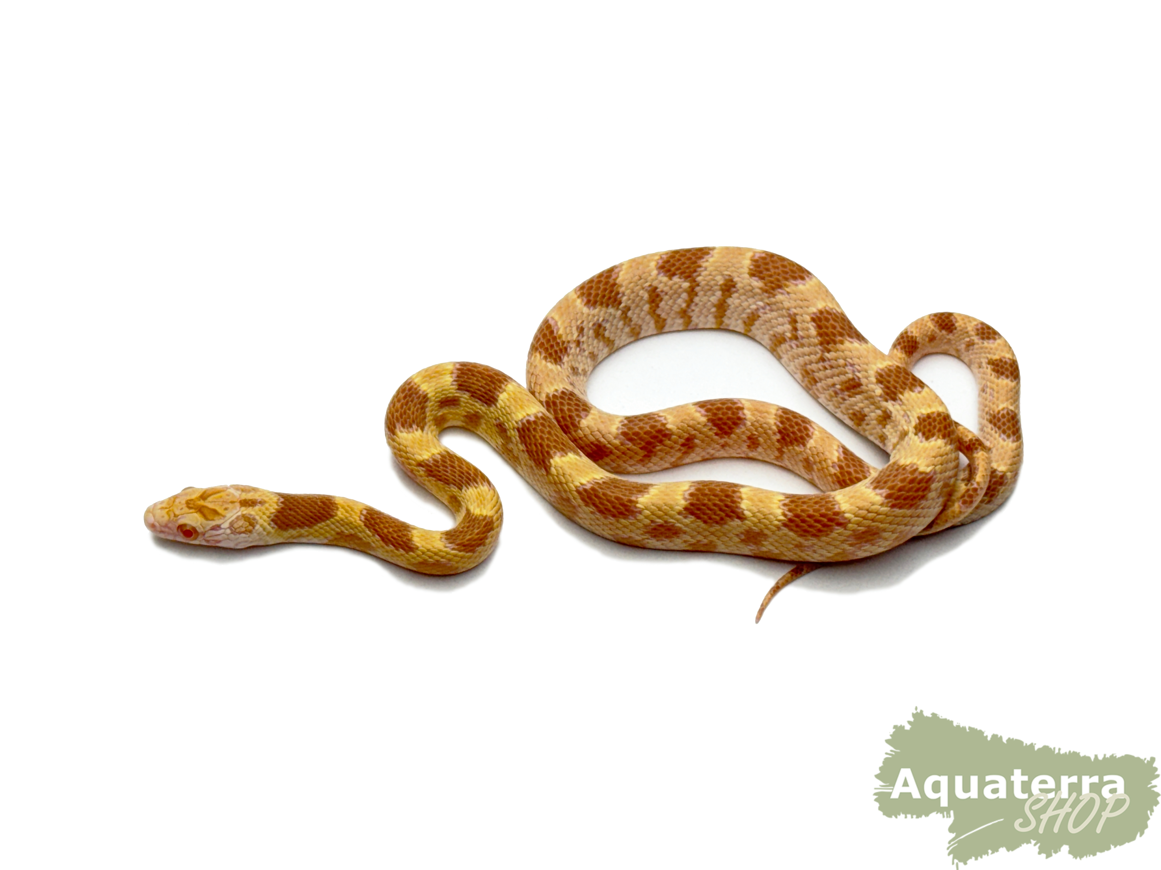 Pantherophis guttatus, Kornnatter