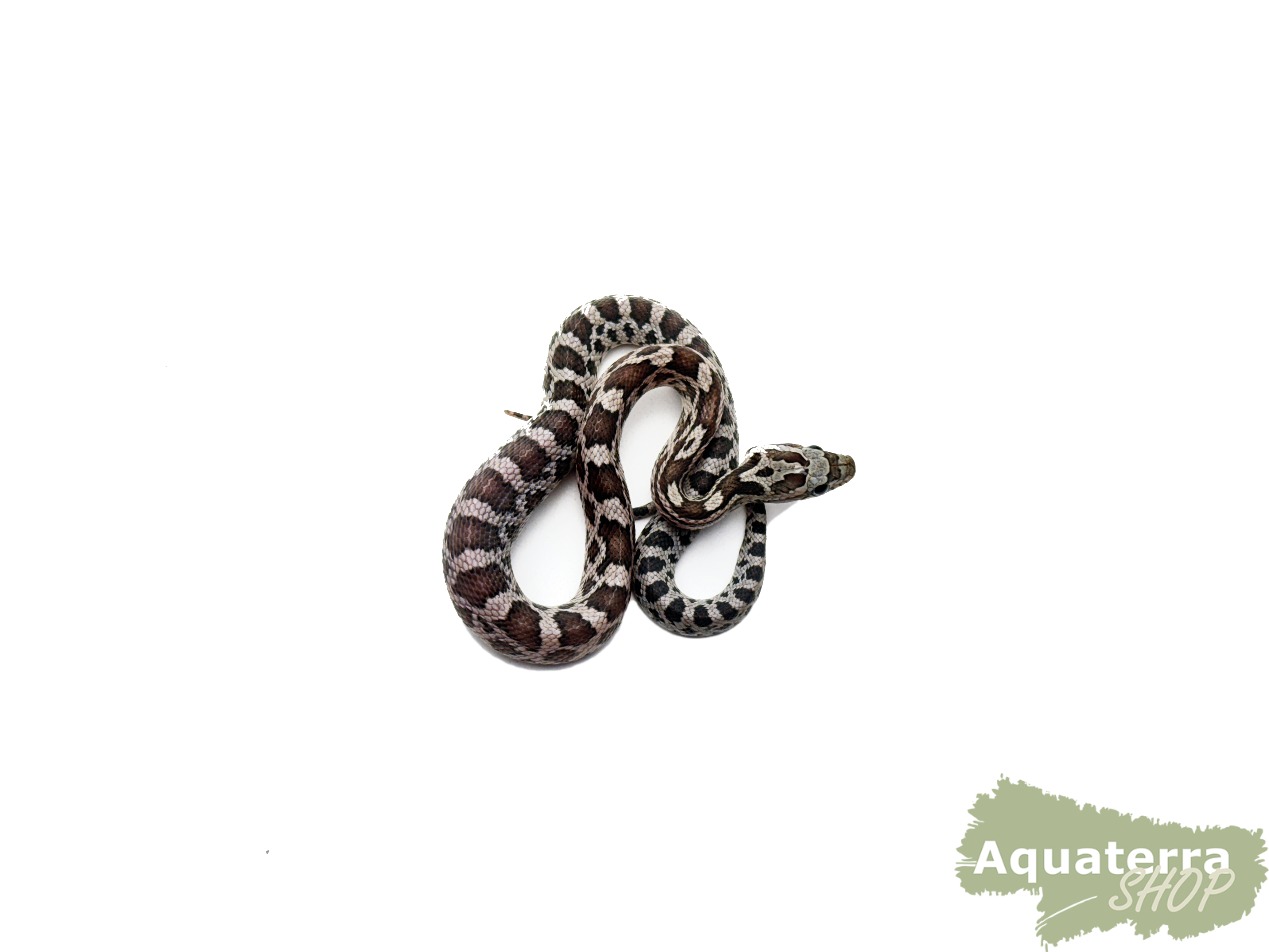 Pantherophis guttatus, Kornnatter