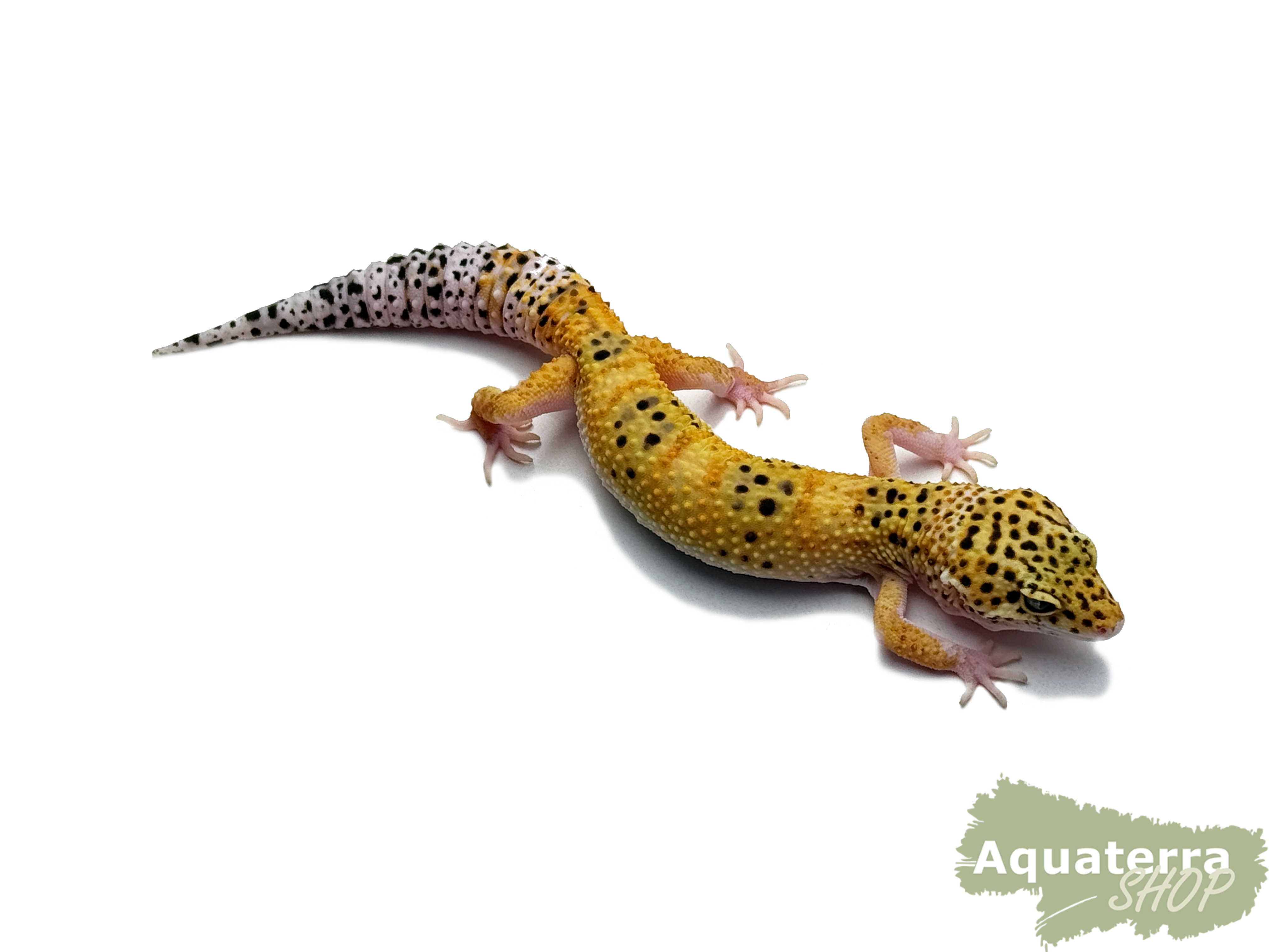 Eublepharis macularius, Leopardgecko
