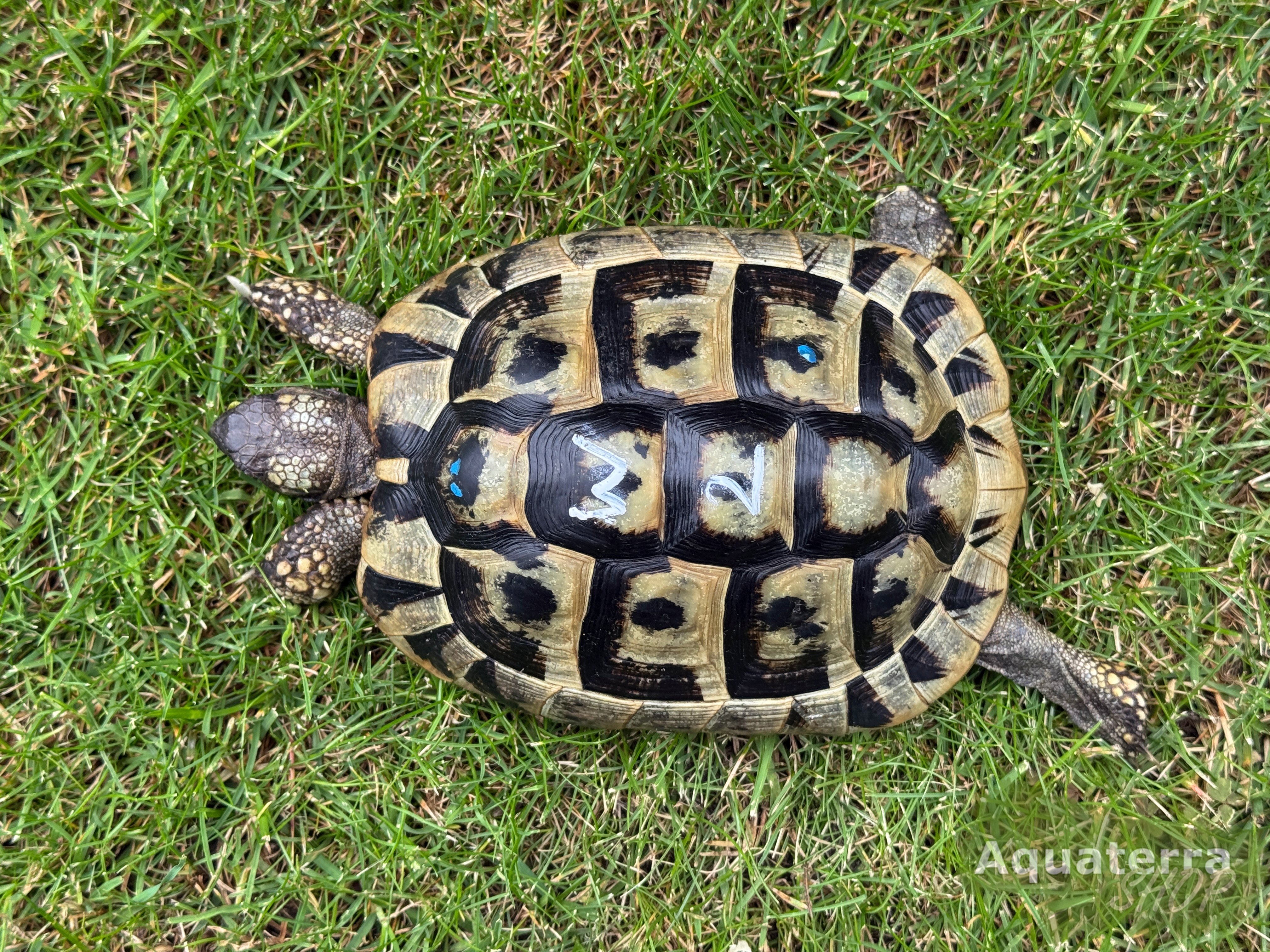Testudo h. boettgeri, europäische Landschildkröte (Ostrasse)