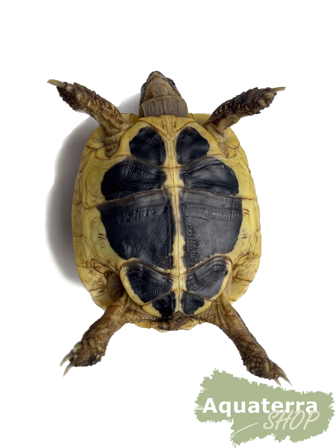 Testudo h. hermanni,  Griechische Landschildkröte - Lokalform Sardinien