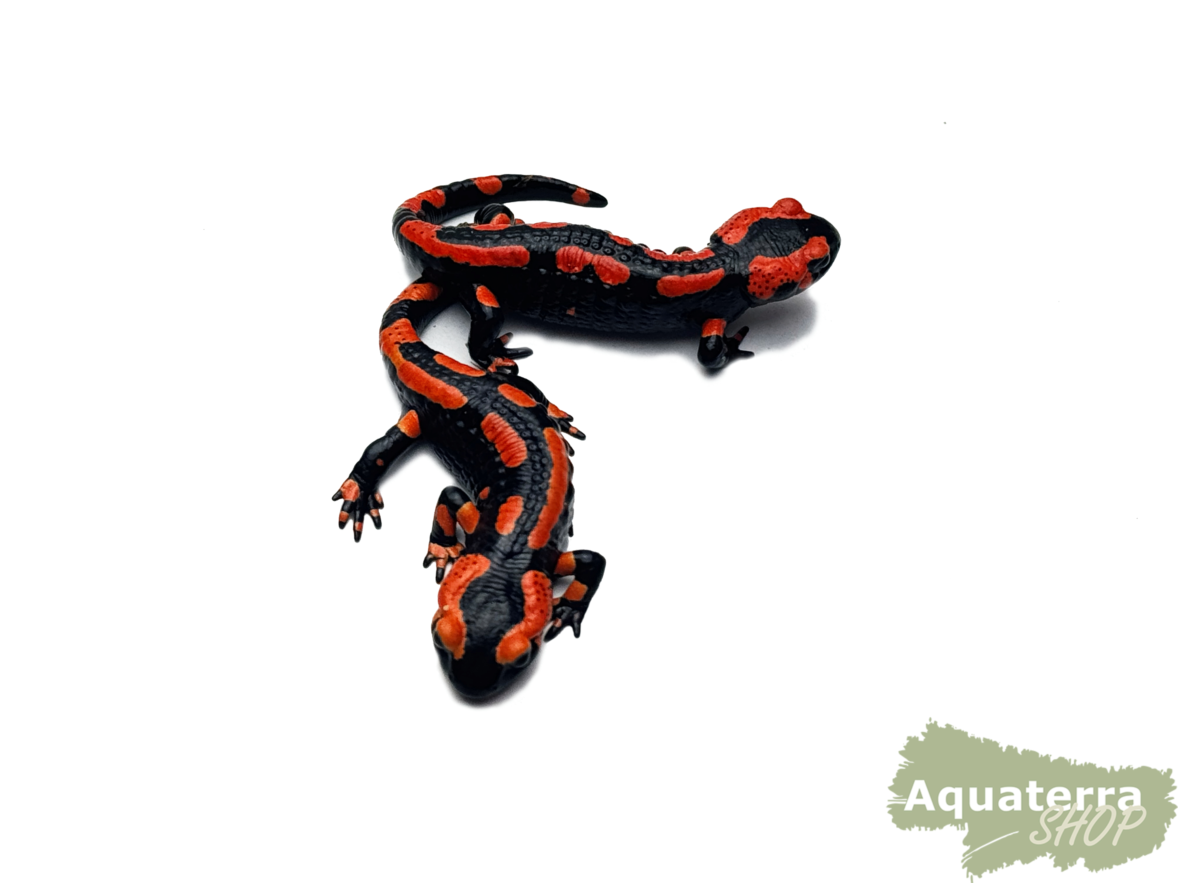Salamandra s. terrestris, Feuersalamander