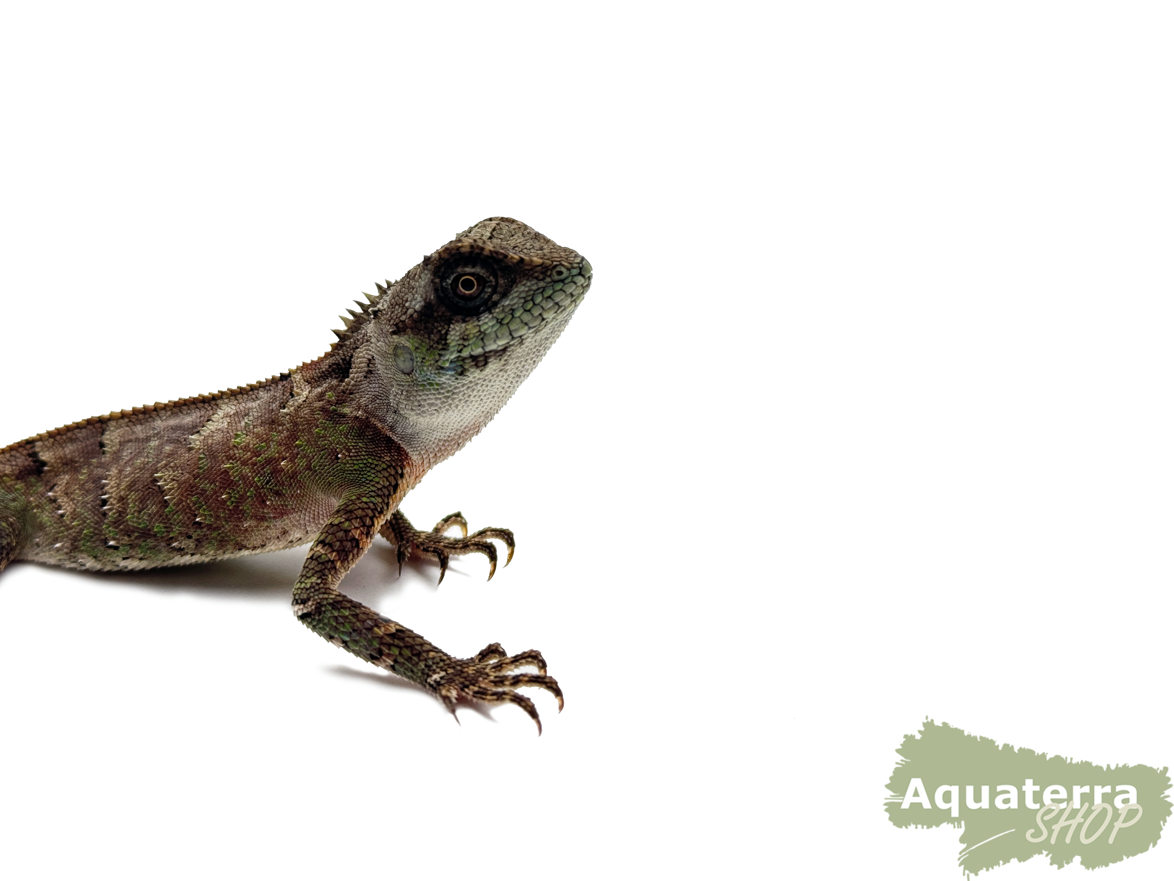 Acanthosaura capra, Grüner Nackenstachler
