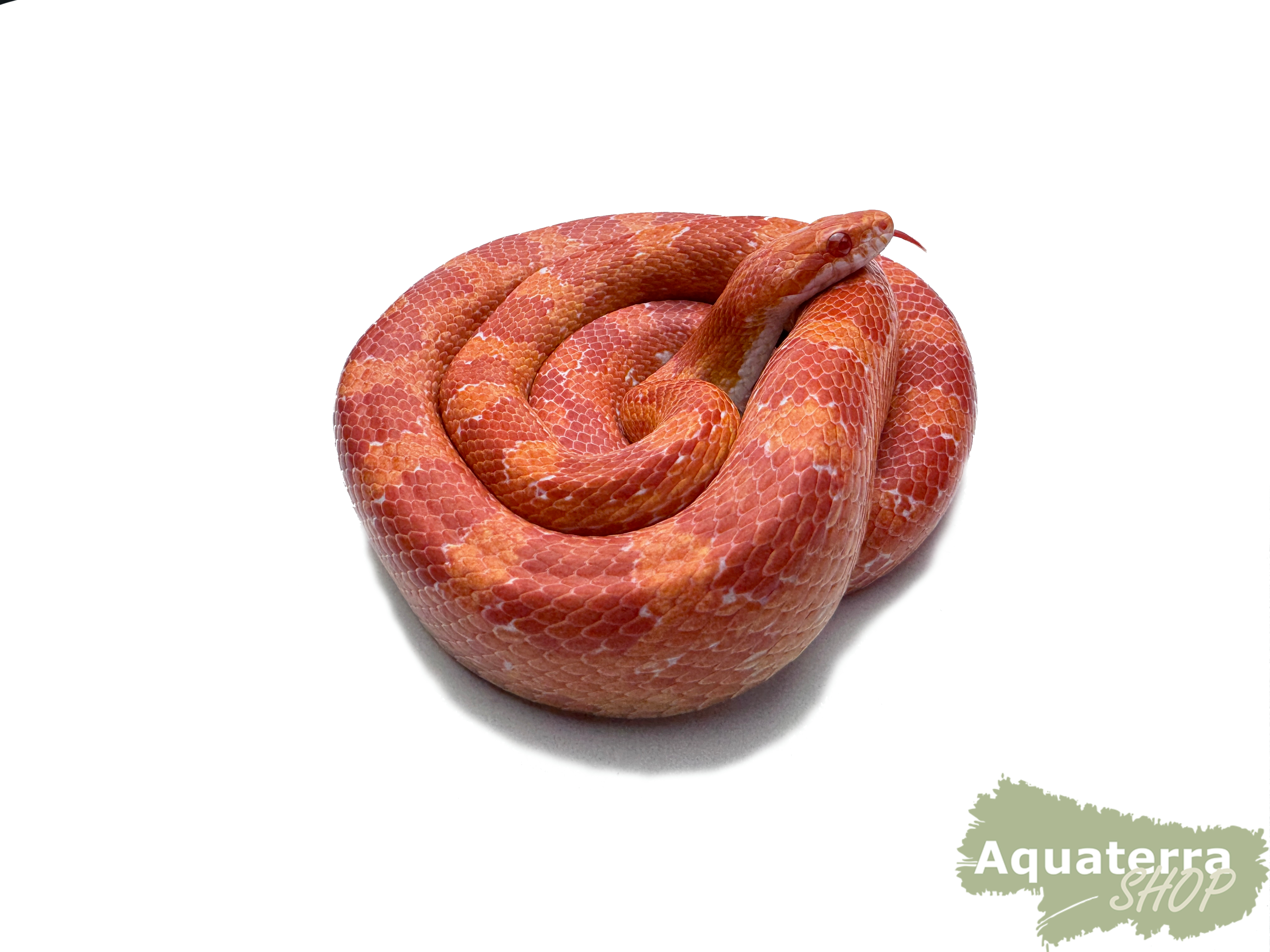 Pantherophis guttatus, Kornnatter