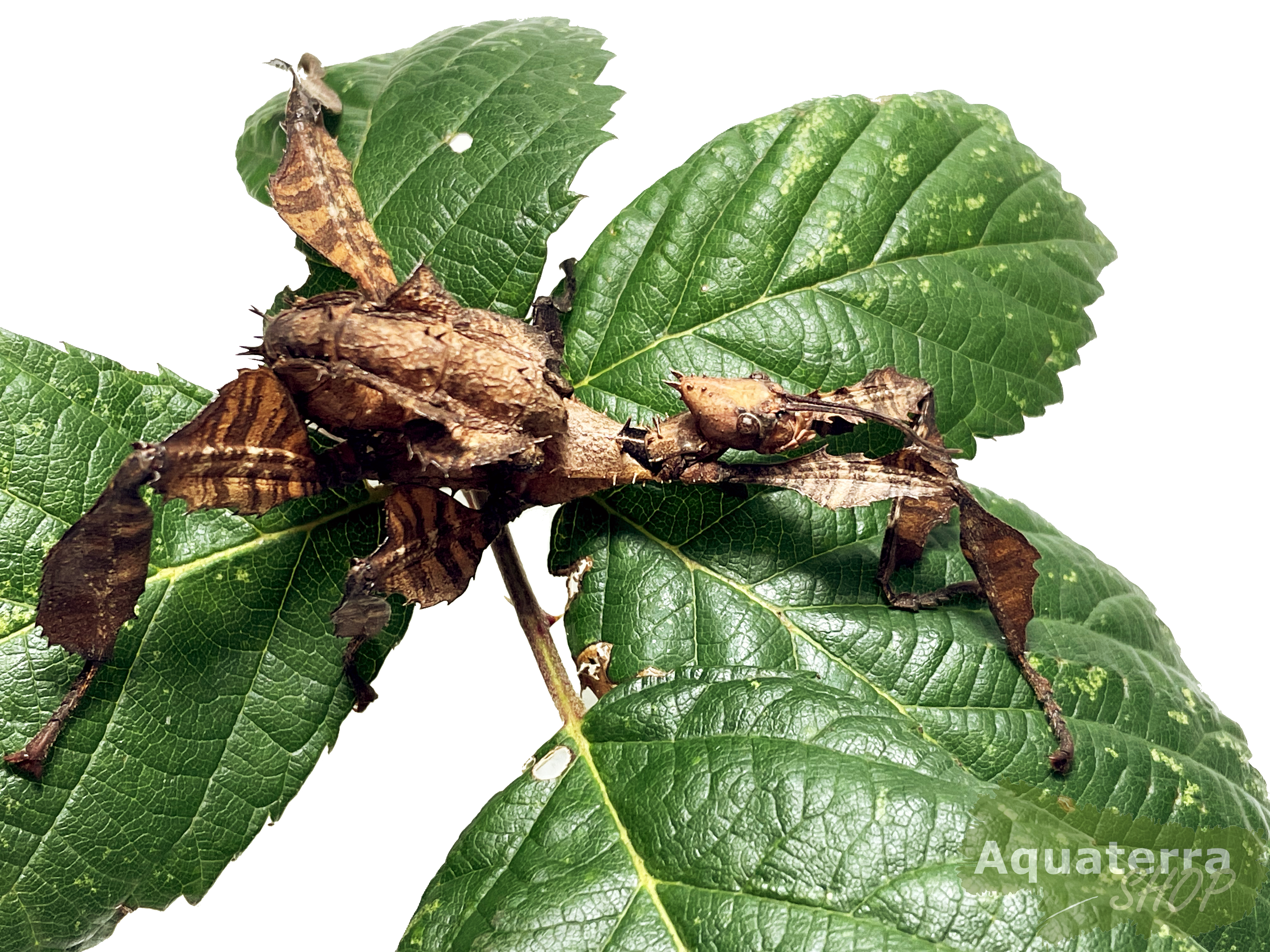 Extatosoma tiaratum, Australische Gespenstschrecke