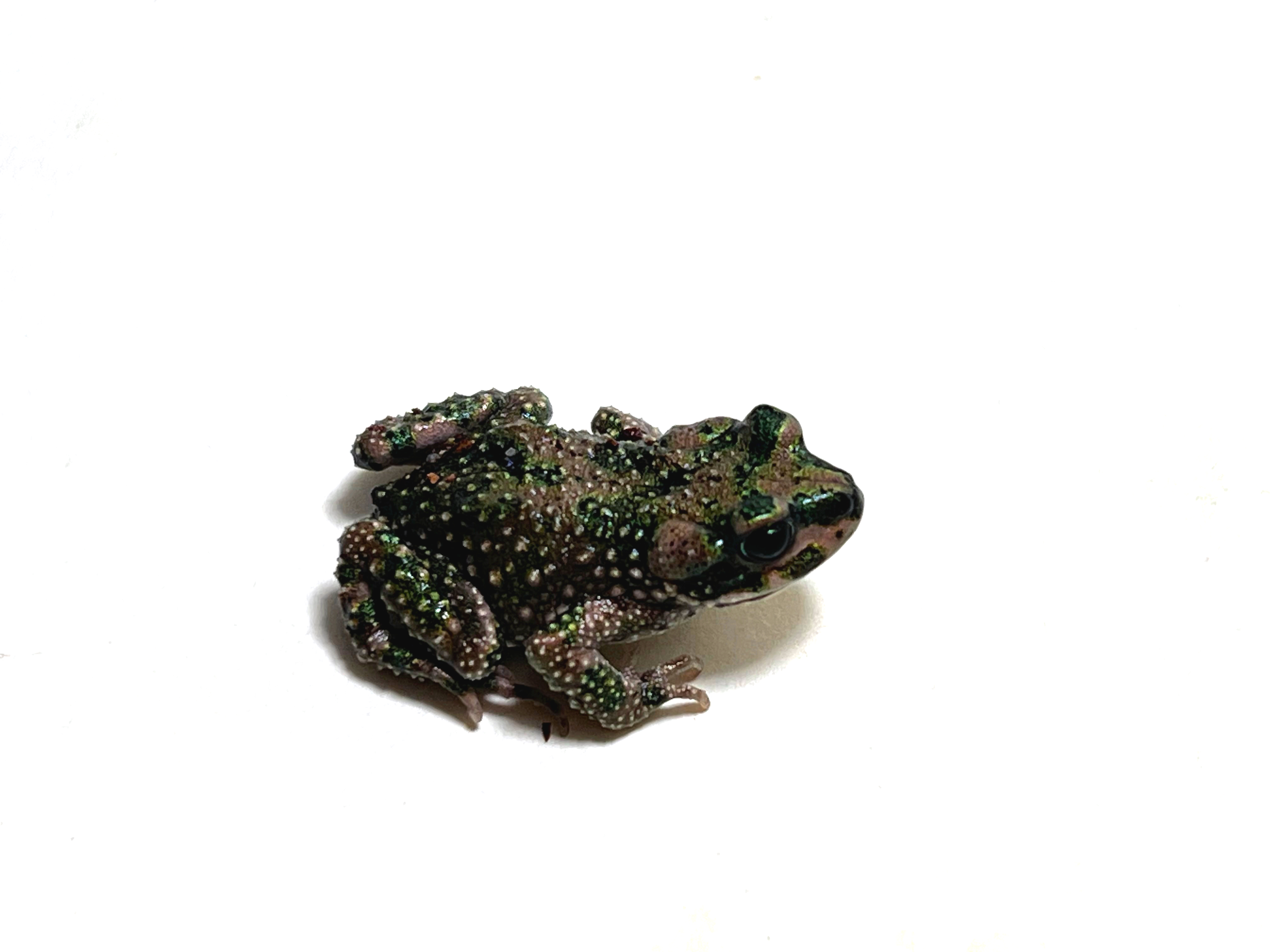 Bufo Brongersmai, Atlaskröte
