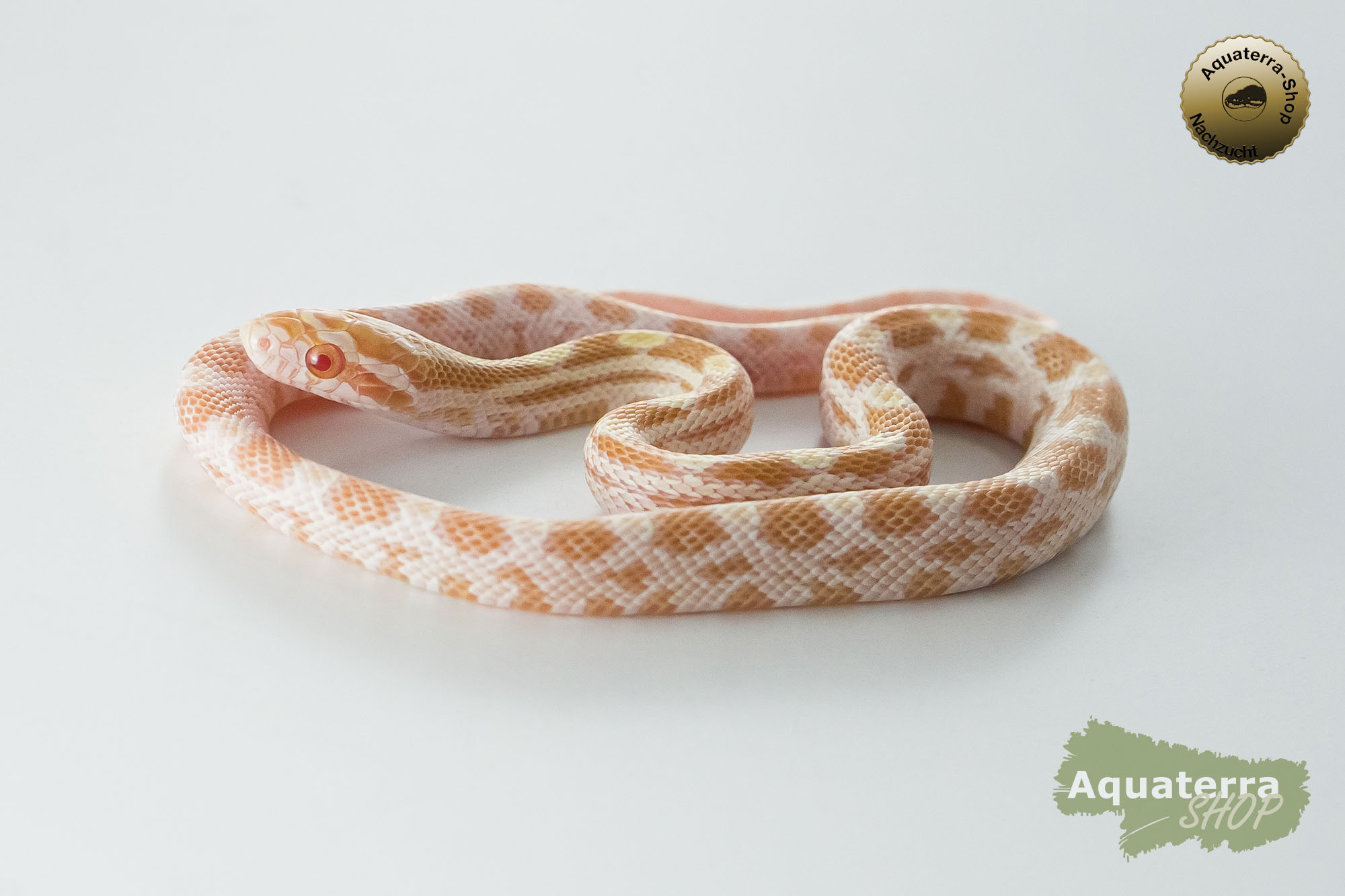 Pantherophis guttatus, Kornnatter