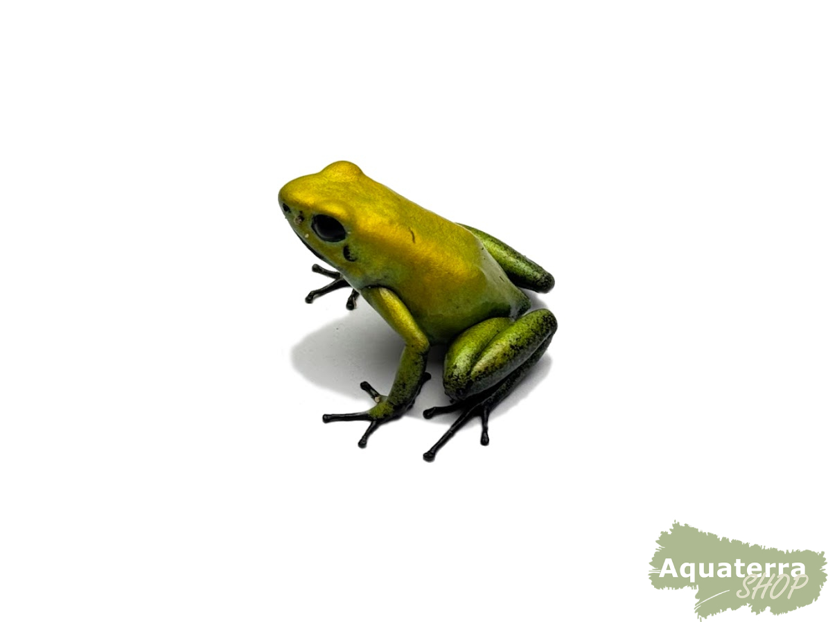 Phyllobates bicolor, Zweifarbiger Blattsteiger