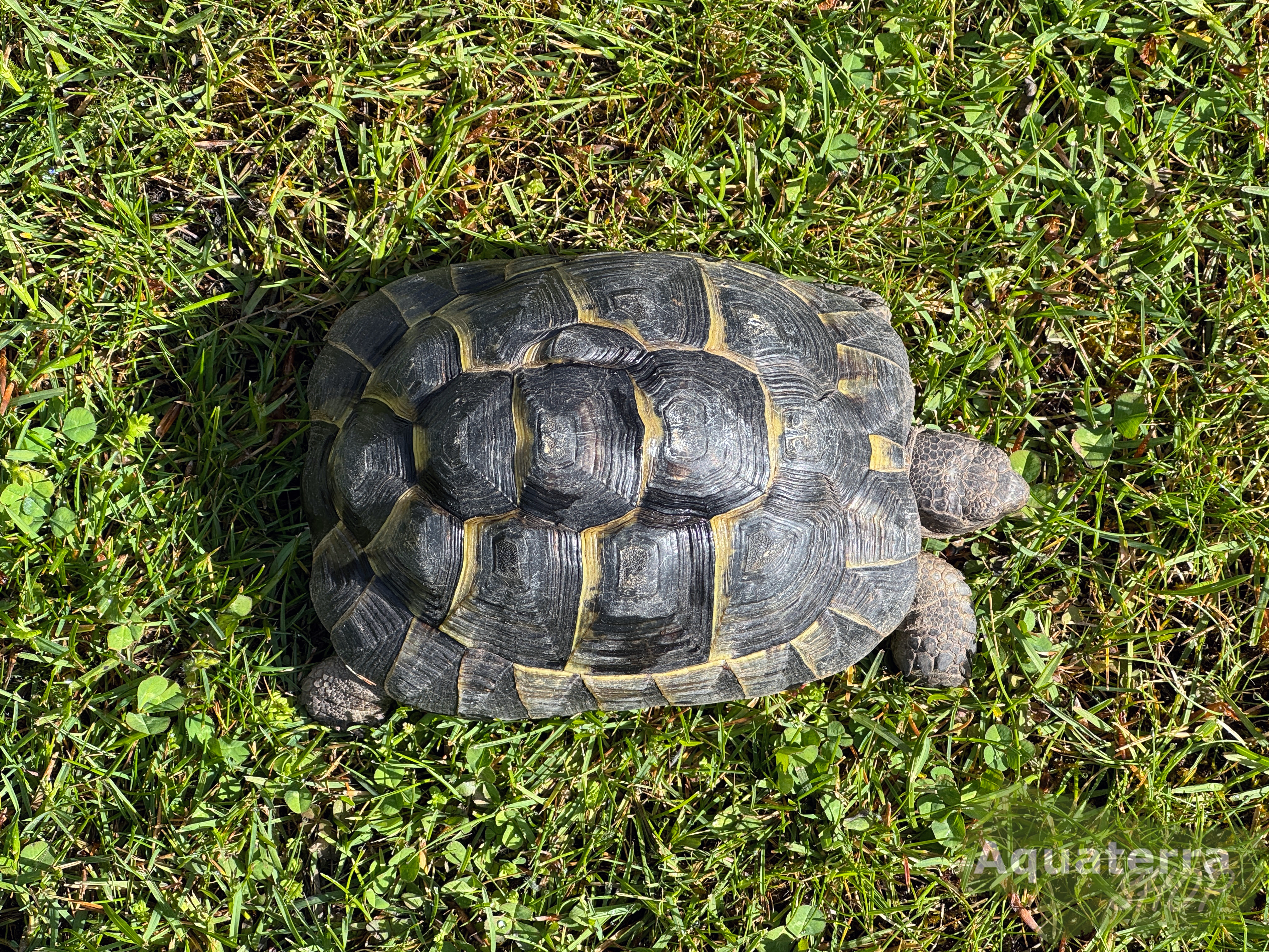 Testudo graeca, Maurische Landschildkröte