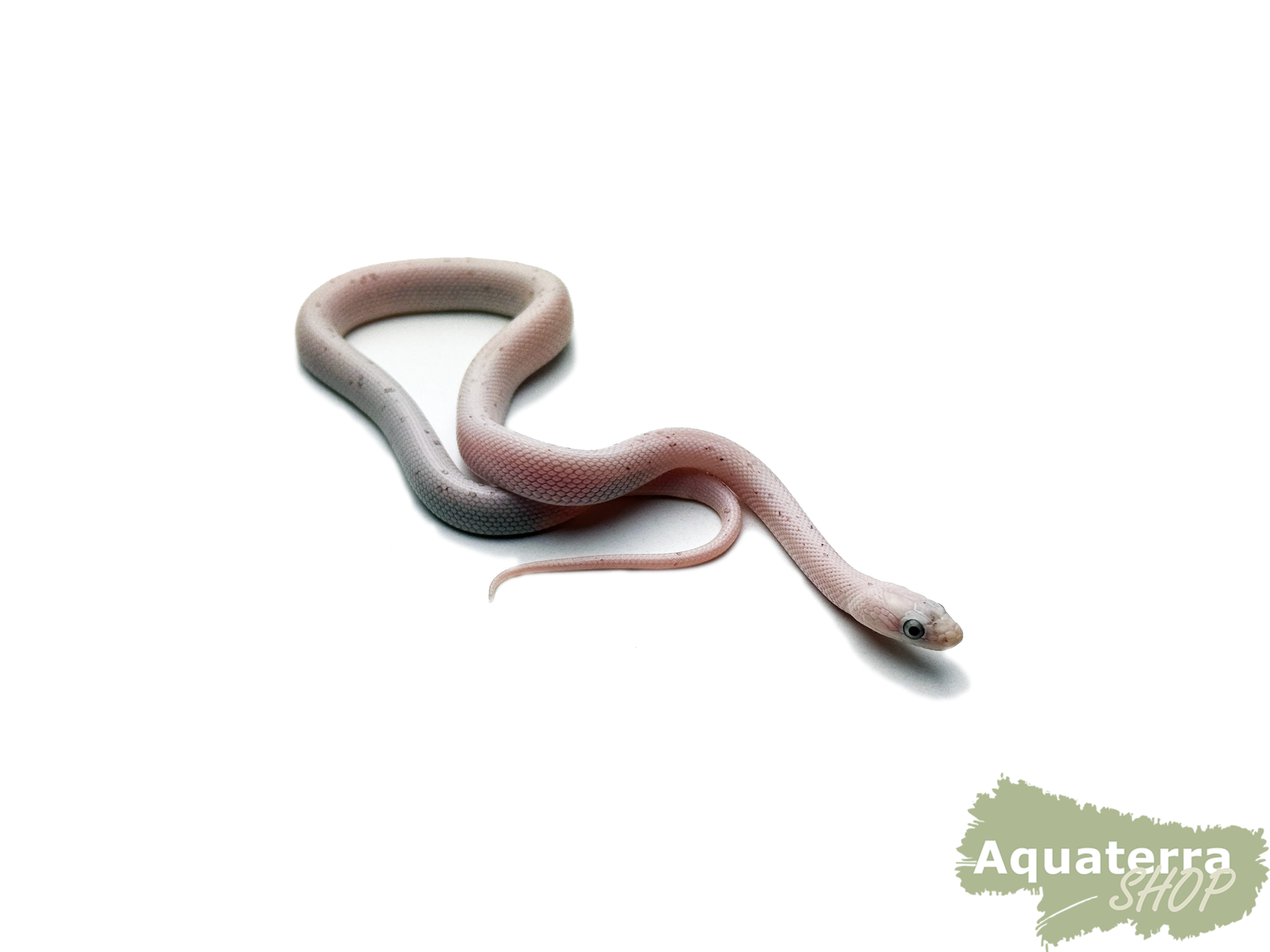Pantherophis guttatus, Kornnatter