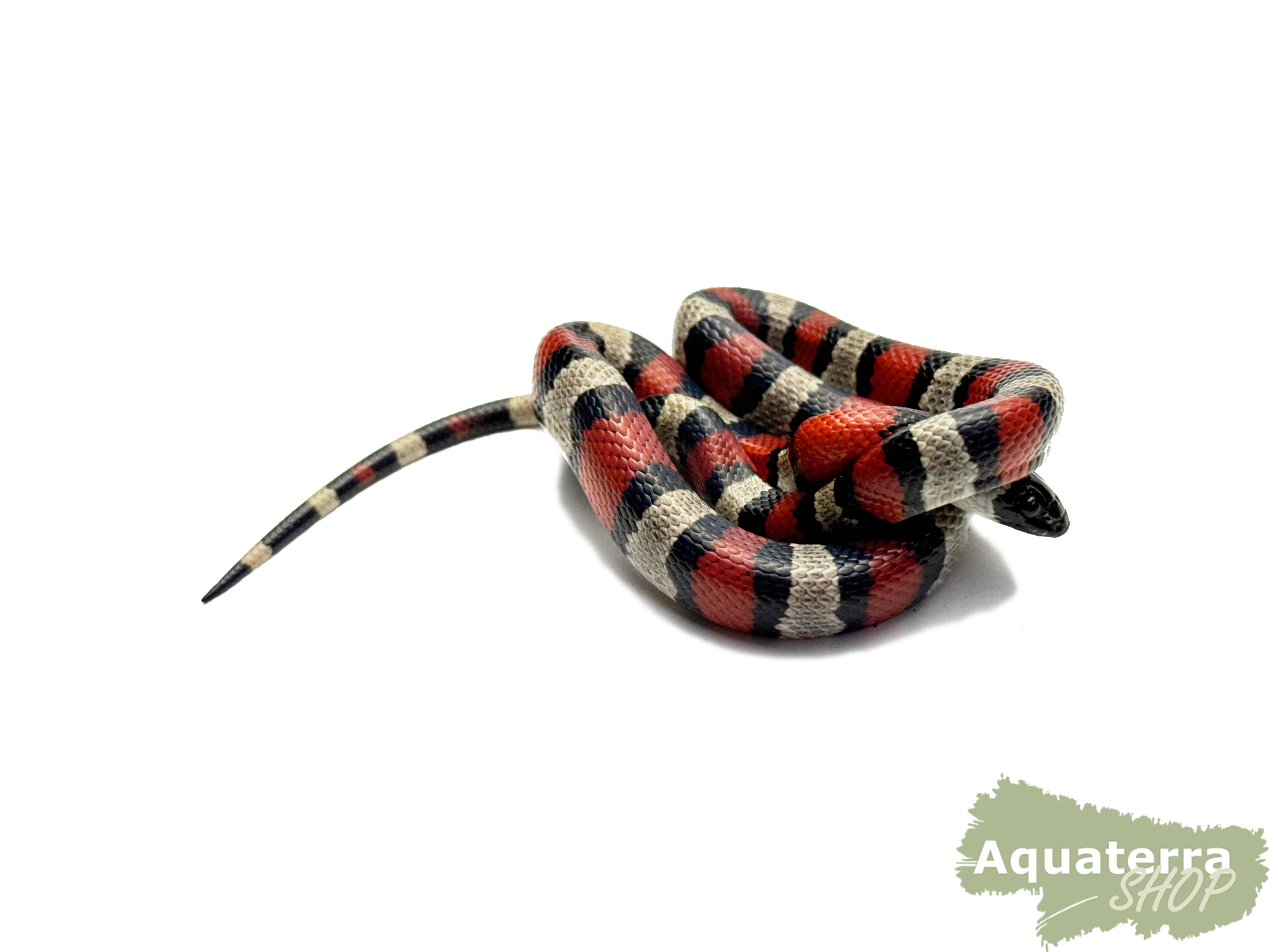 Lampropeltis mexicana thayeri, Königsnatter