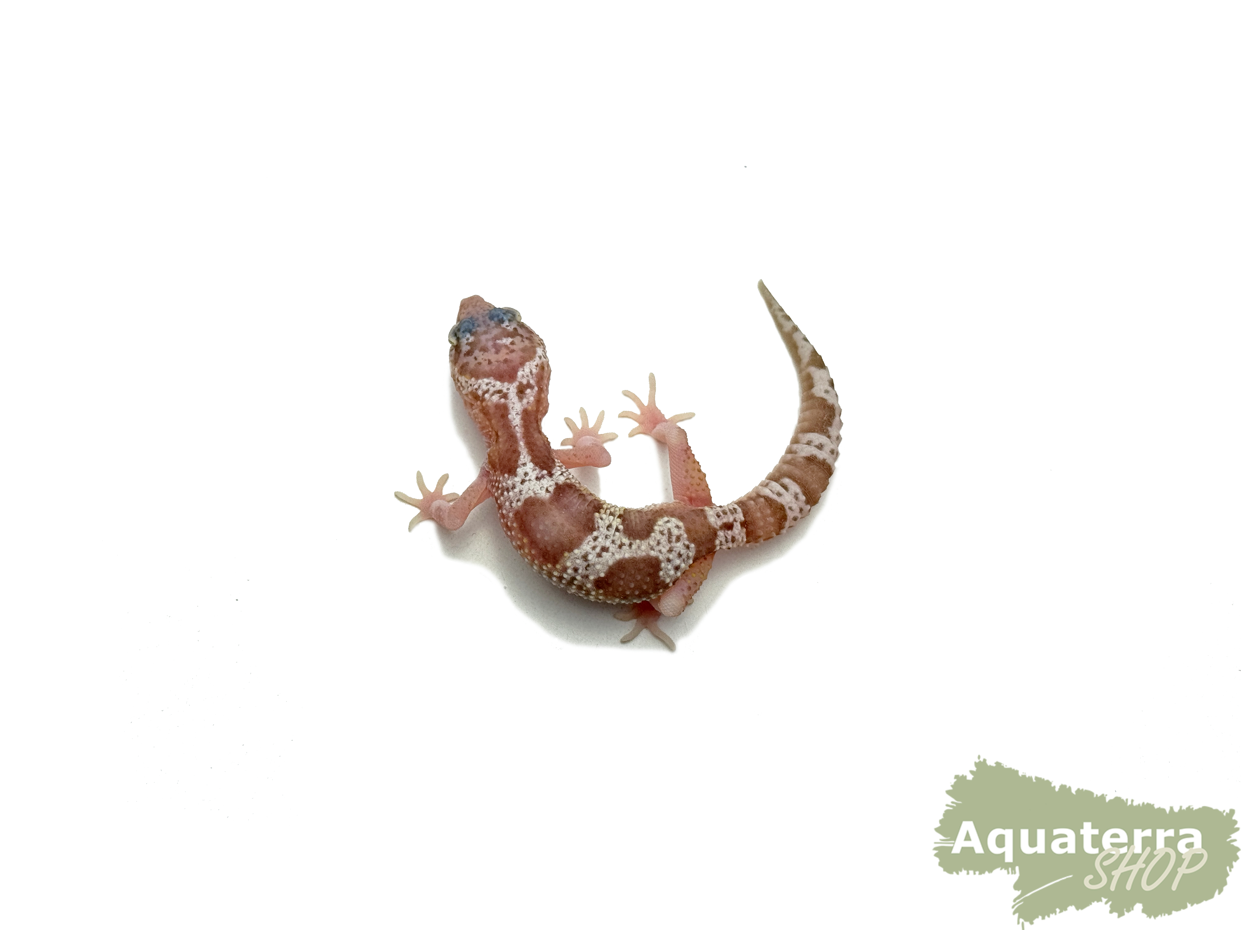 Eublepharis macularius, Leopardgecko