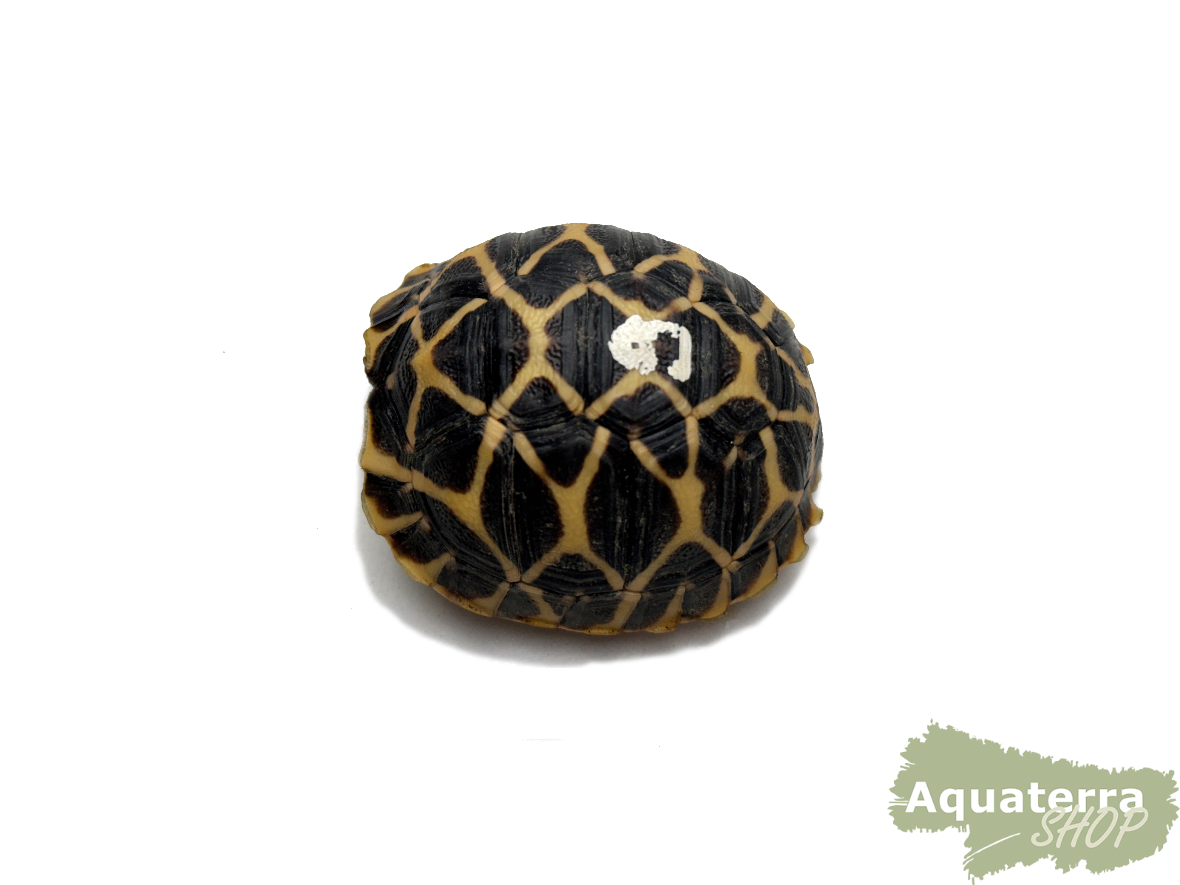 Geochelone elegans, Sternschildkröte