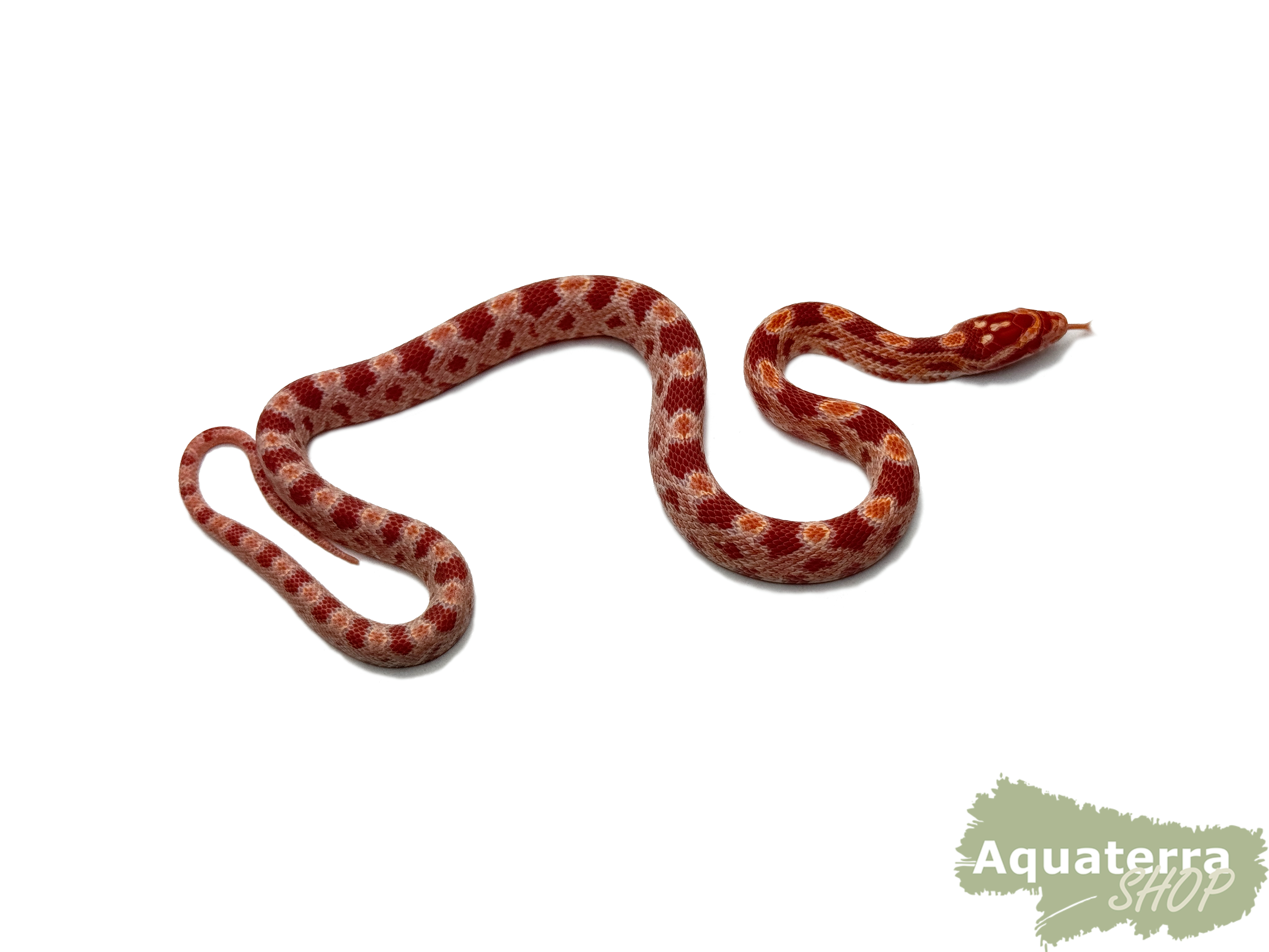 Pantherophis guttatus, Kornnatter