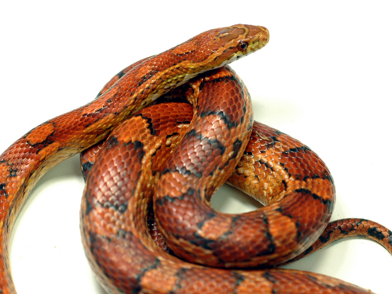 Pantherophis guttatus, Kornnatter