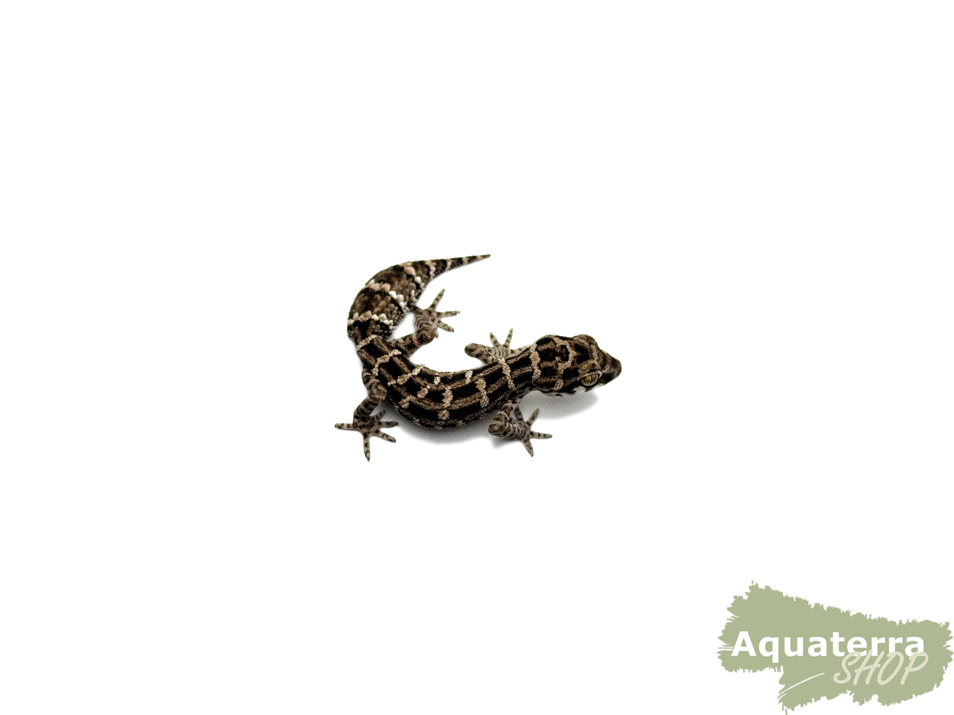 Hemidactylus imbricatus, Rübenschwanz-Viperngecko