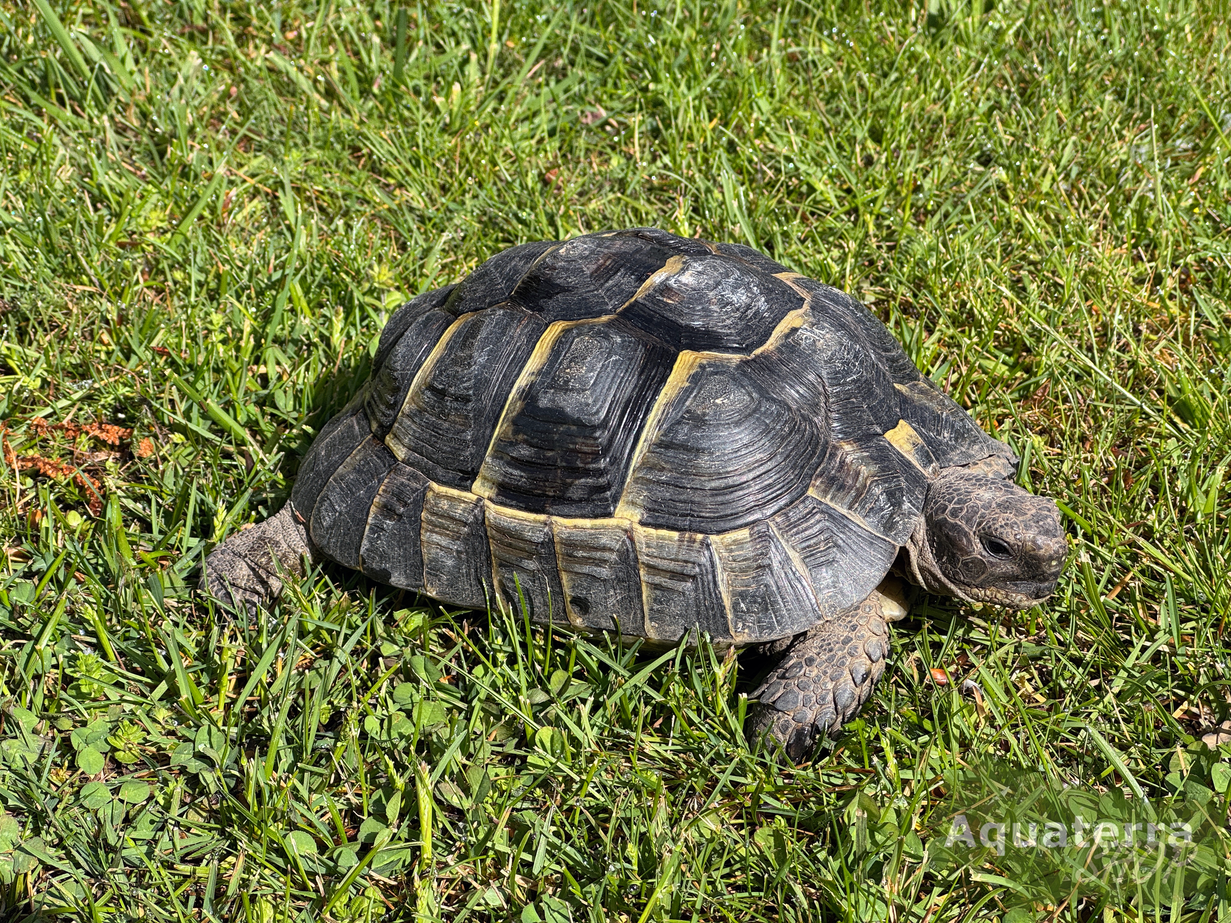 Testudo graeca, Maurische Landschildkröte