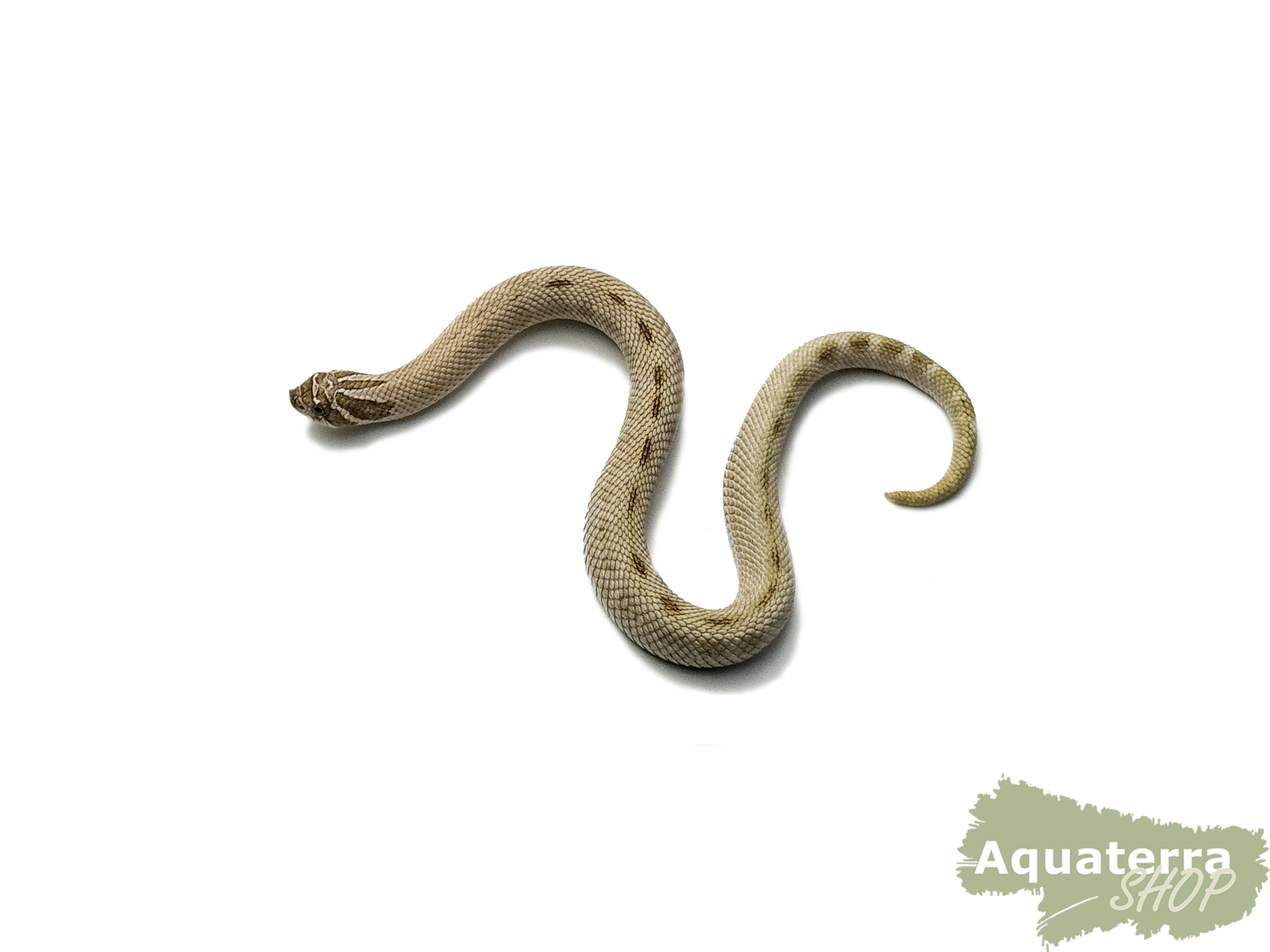 Heterodon nasicus, Westliche Hakennasennatter