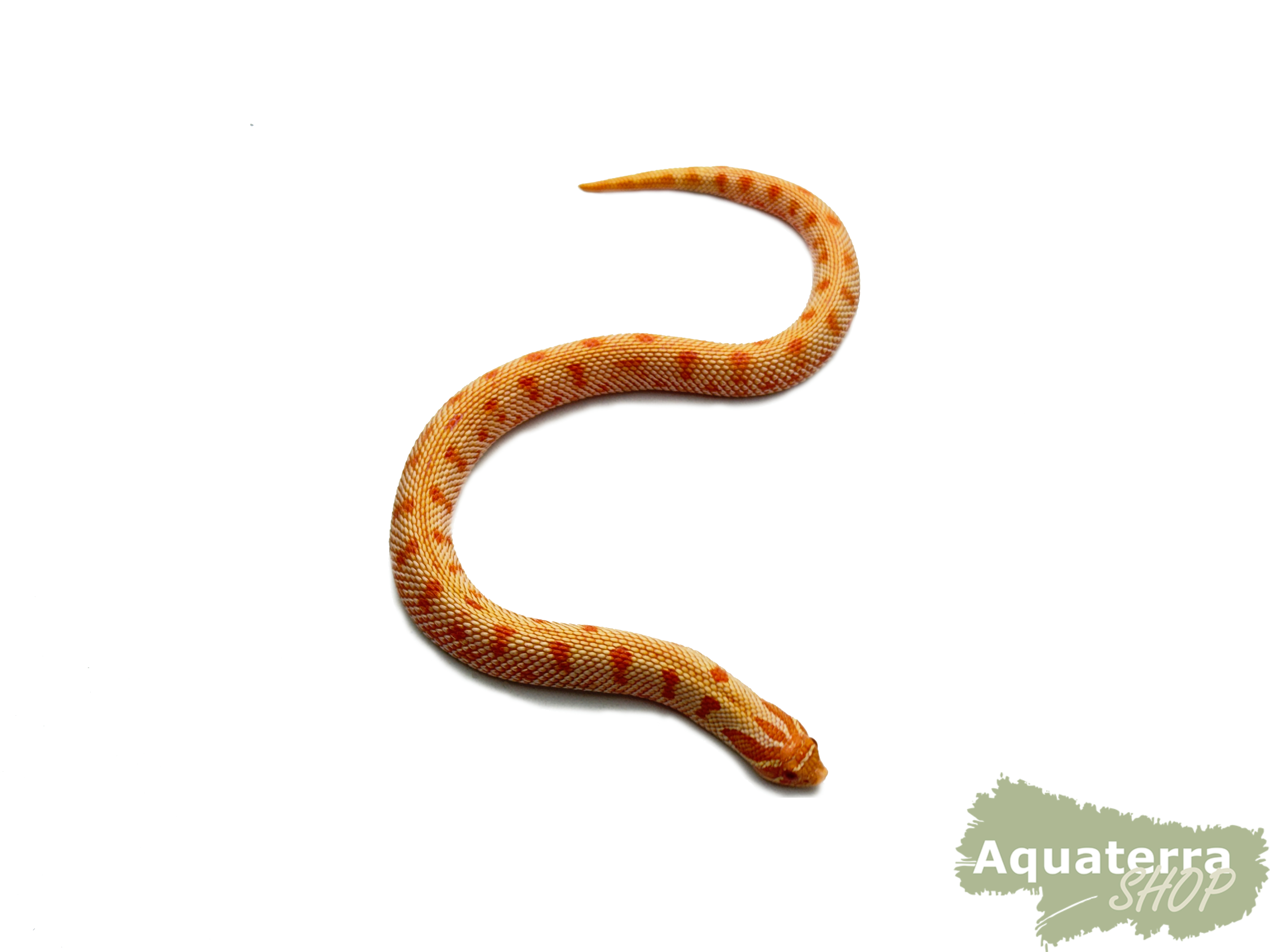 Heterodon nasicus, Westliche Hakennasennatter