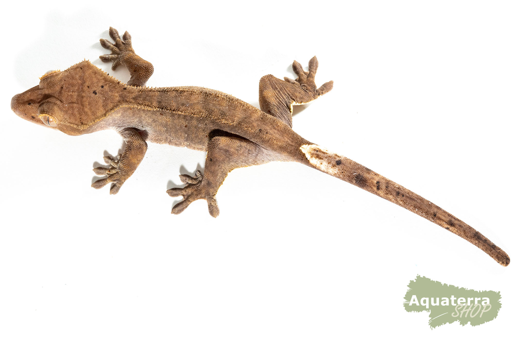 Correlophus Ciliatus, Kronengecko