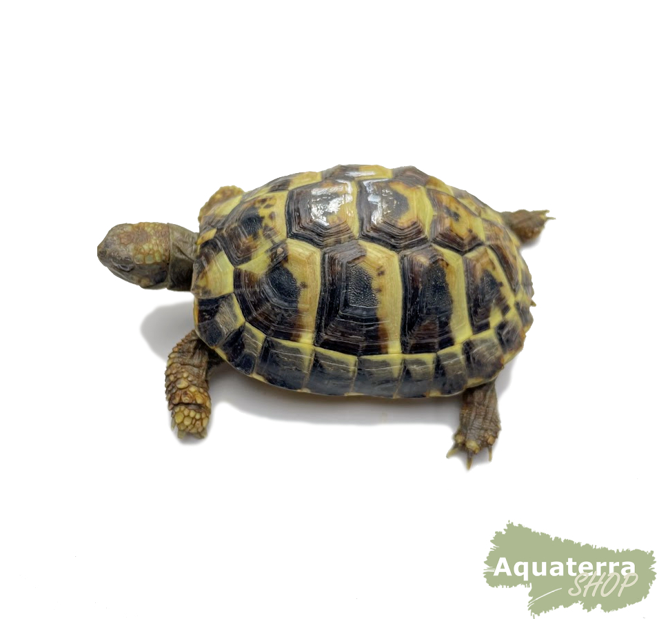 Testudo h. boettgeri, europäische Landschildkröte (Ostrasse)