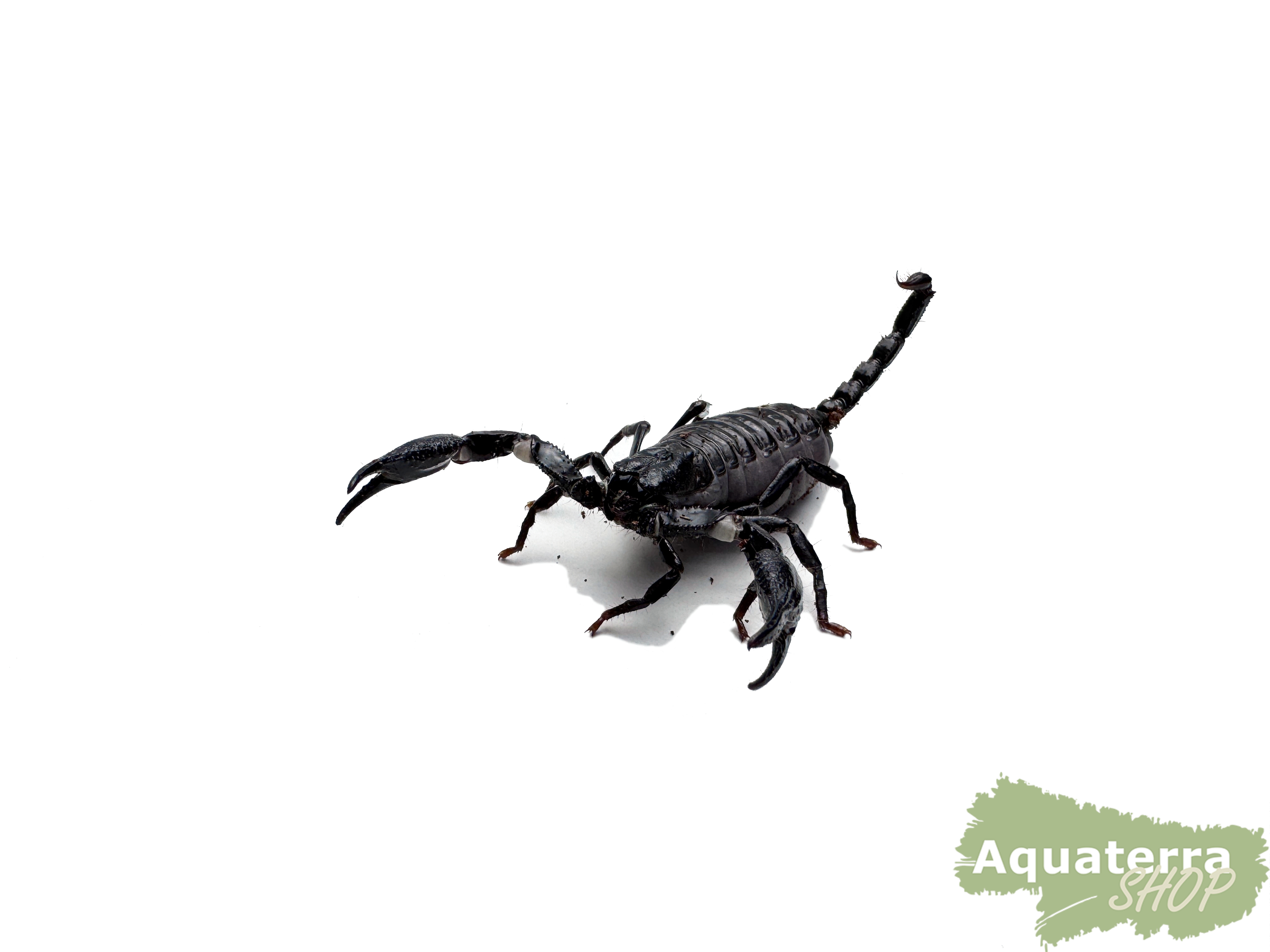Heterometrus Laoticus, Schwarzer Laos-Skorpion