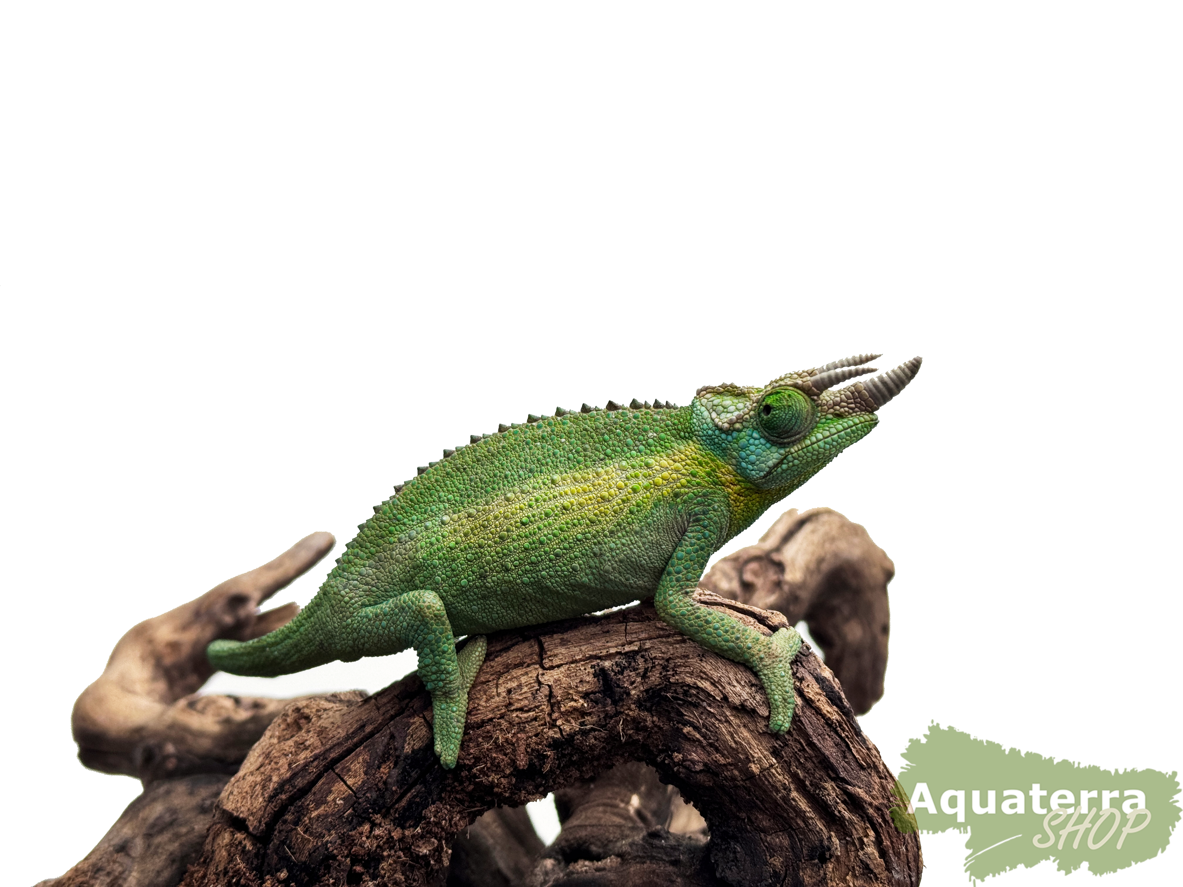 Trioceros jacksonii Willengensis, Regenbogen Dreihornchamäleon