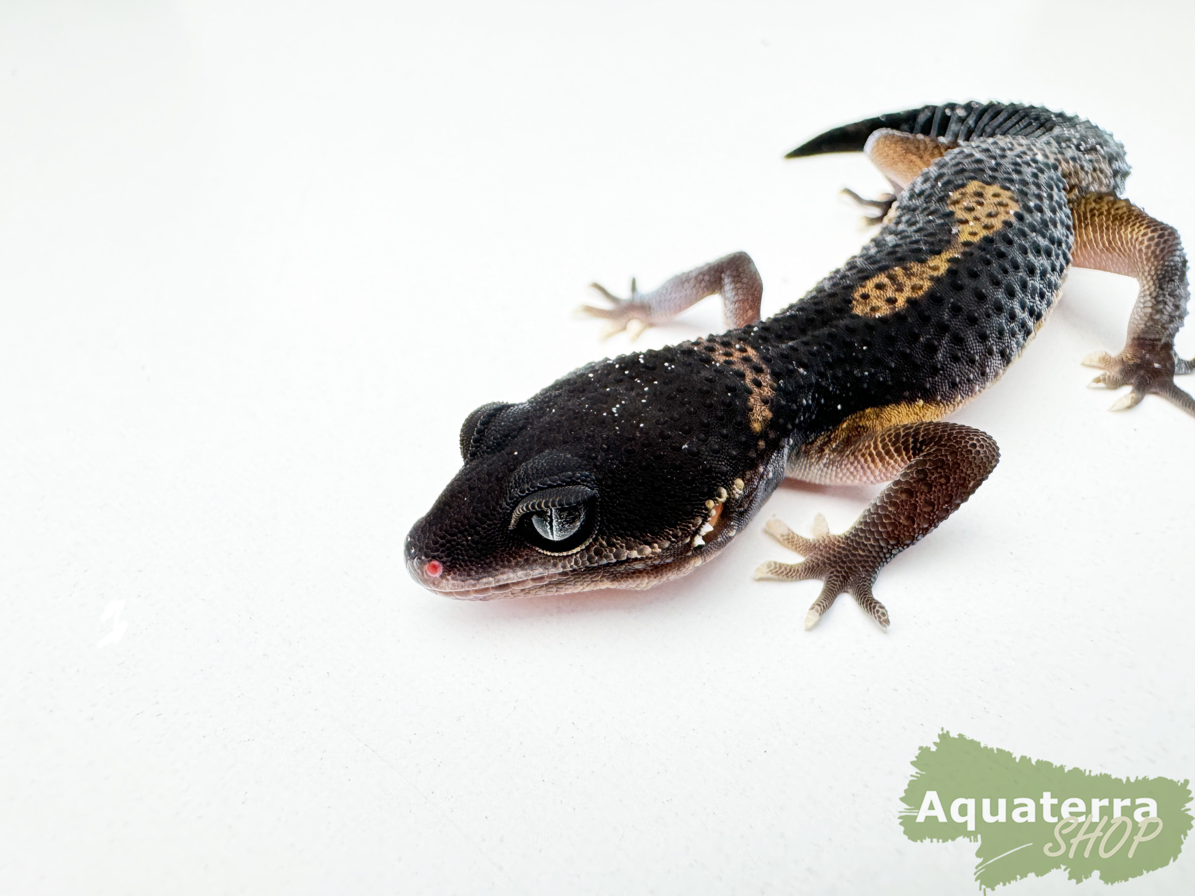 Eublepharis macularius, Leopardgecko