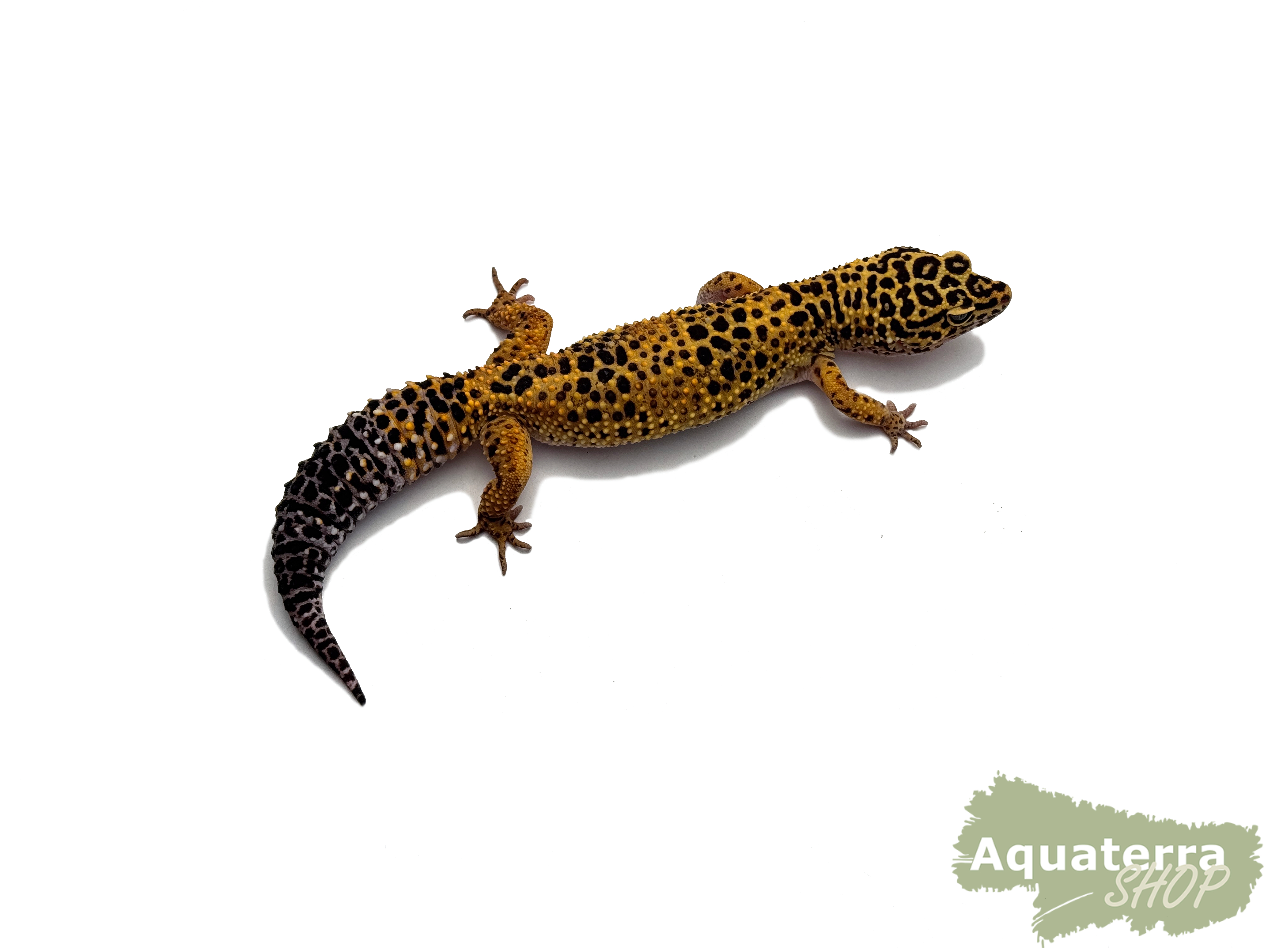 Eublepharis macularius, Leopardgecko