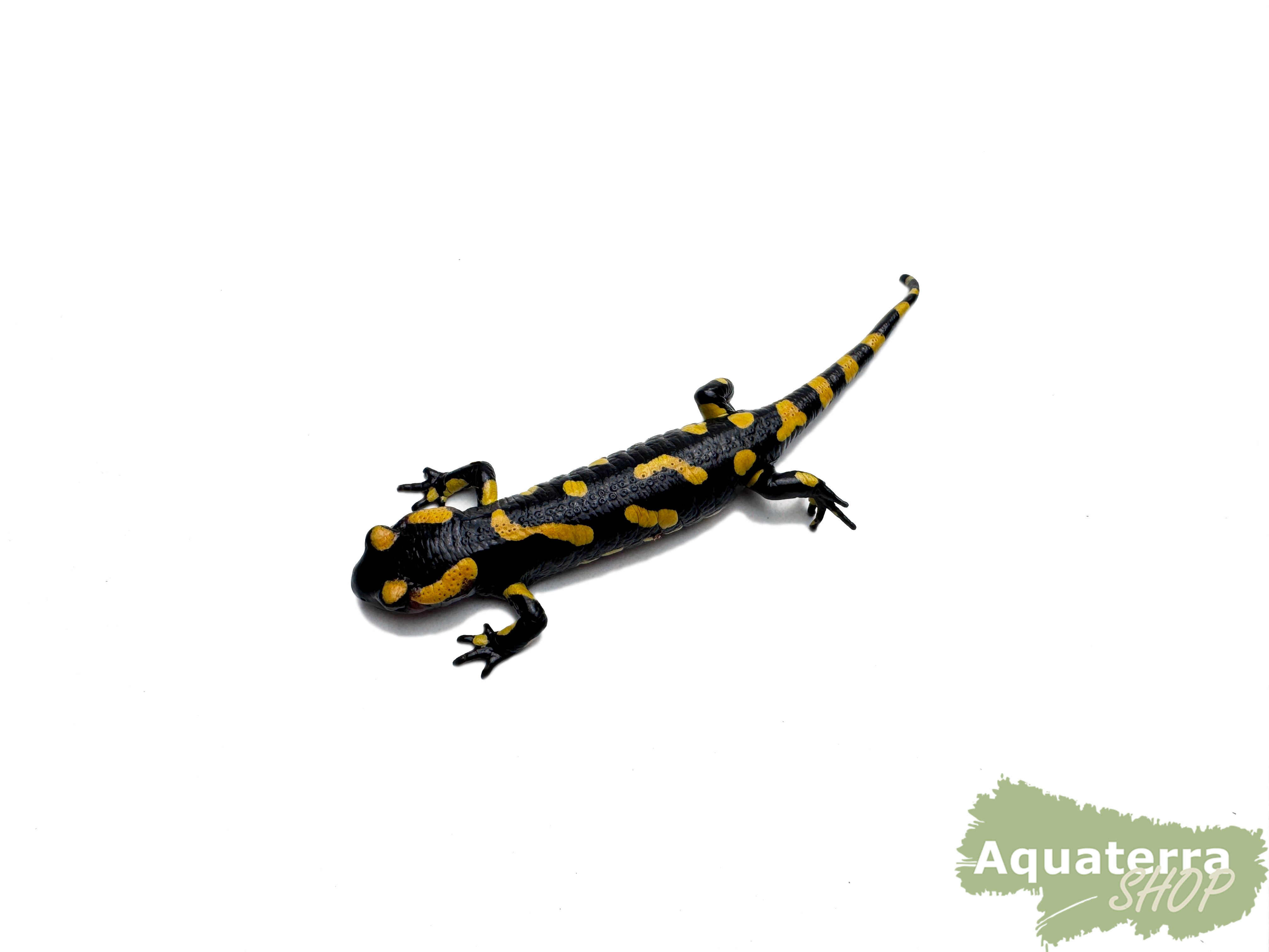 Salamandra s. crespoi, Crespoi Feuersalamander