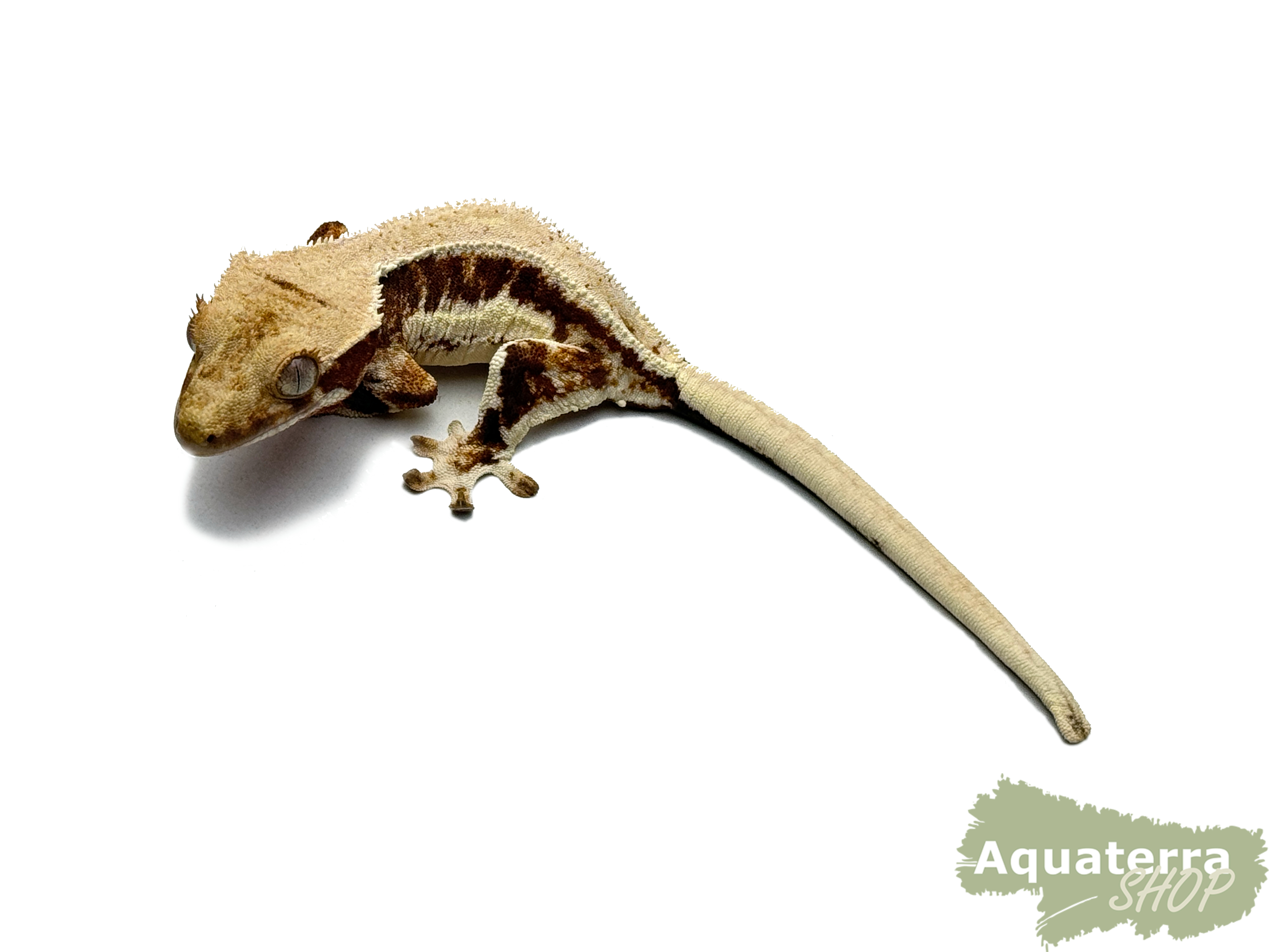 Correlophus Ciliatus, Kronengecko
