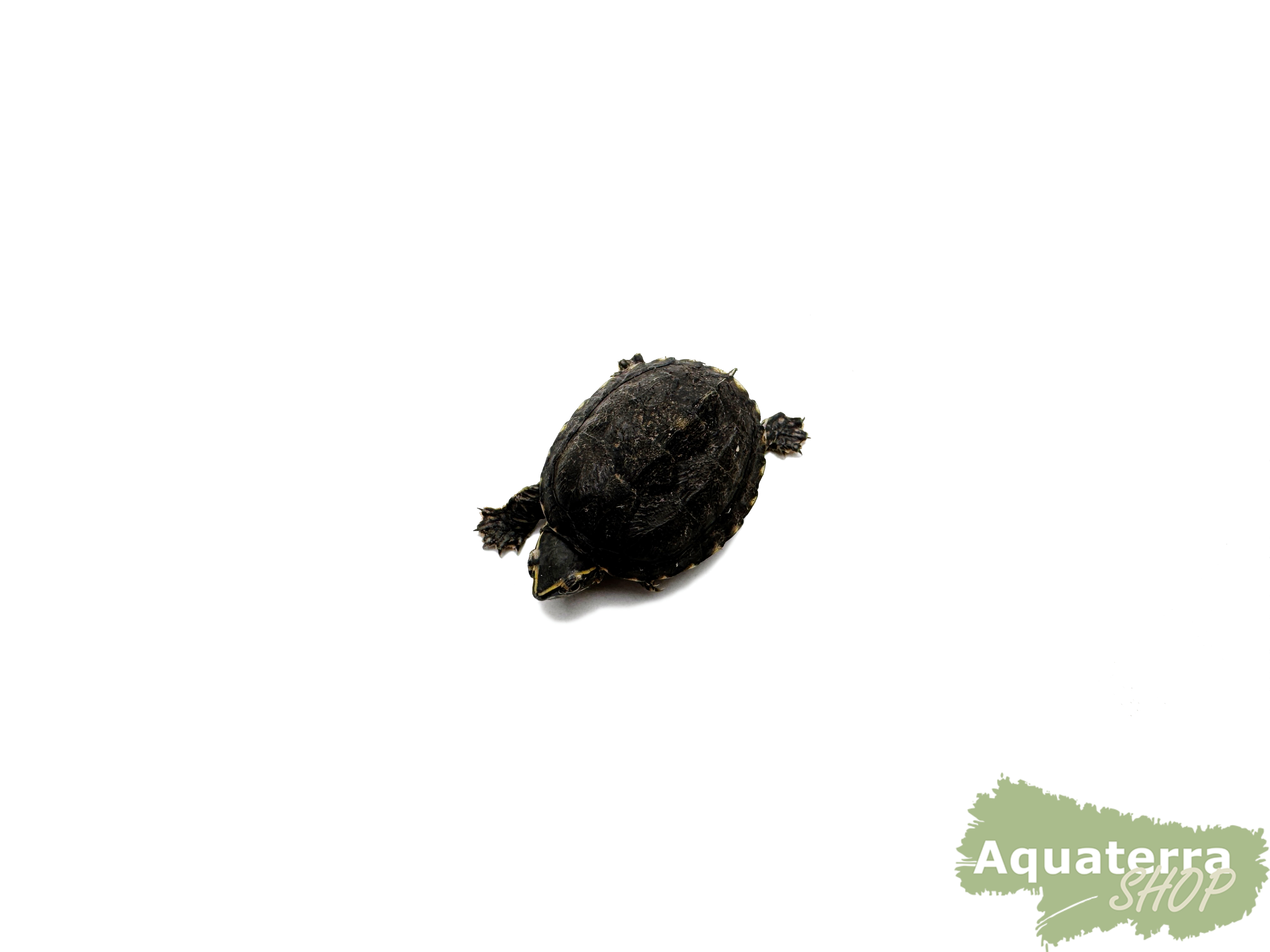 Sternotherus odoratus, Gewöhnliche Moschusschildkröte