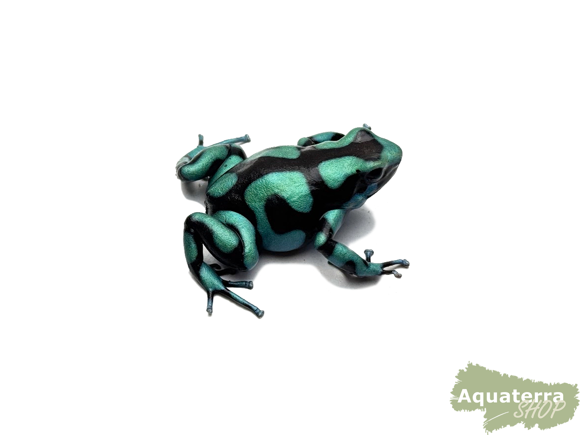 Dendrobates auratus, Goldbaumsteiger