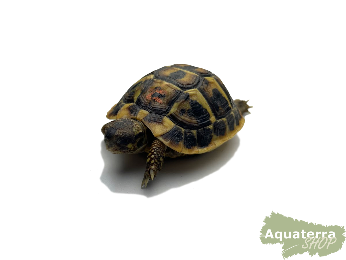 Testudo h. hermanni,  Griechische Landschildkröte - Lokalform Sardinien