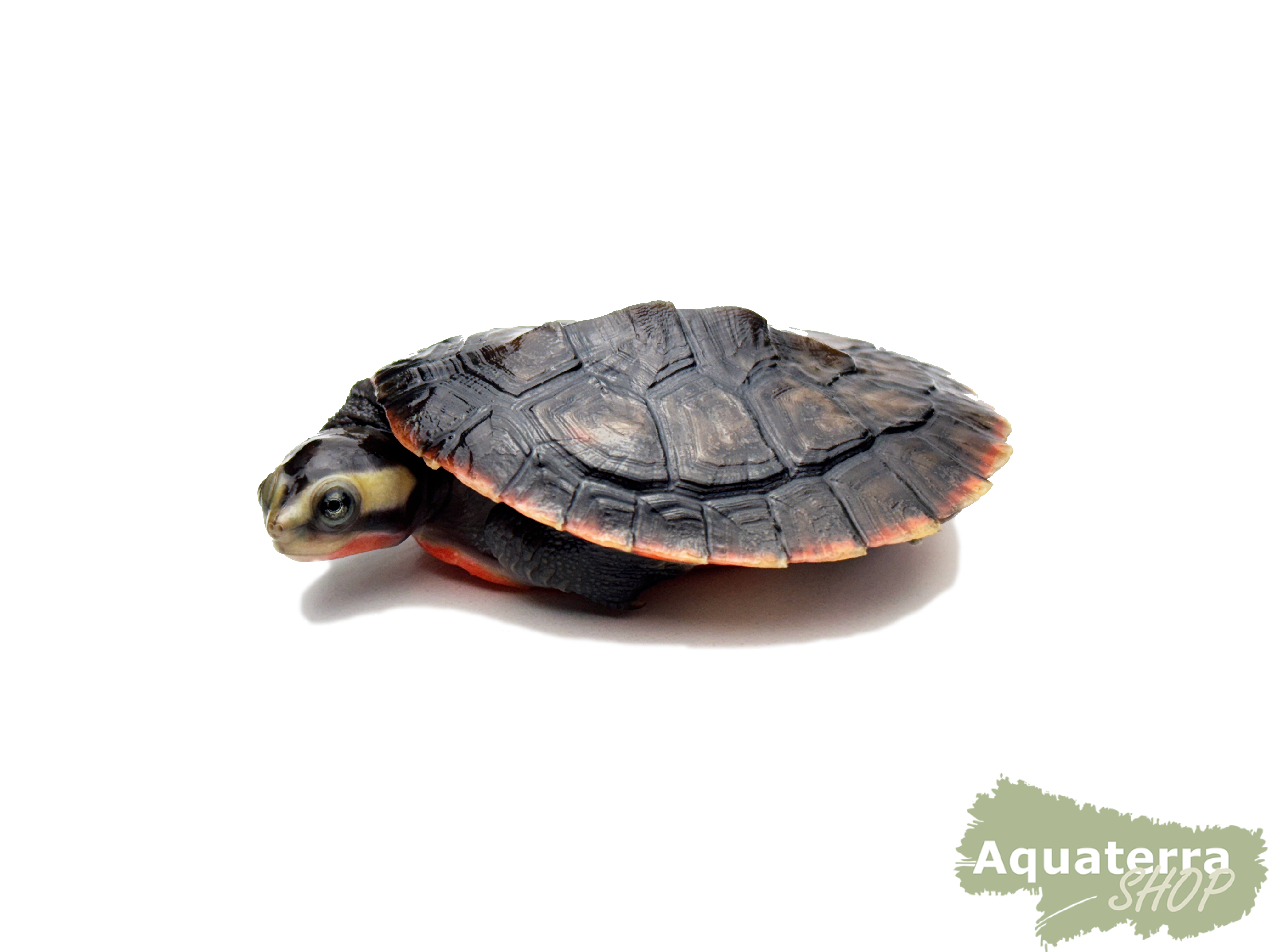 Emydura subglobosa, Rotbauch-Spitzkopfschildkröte