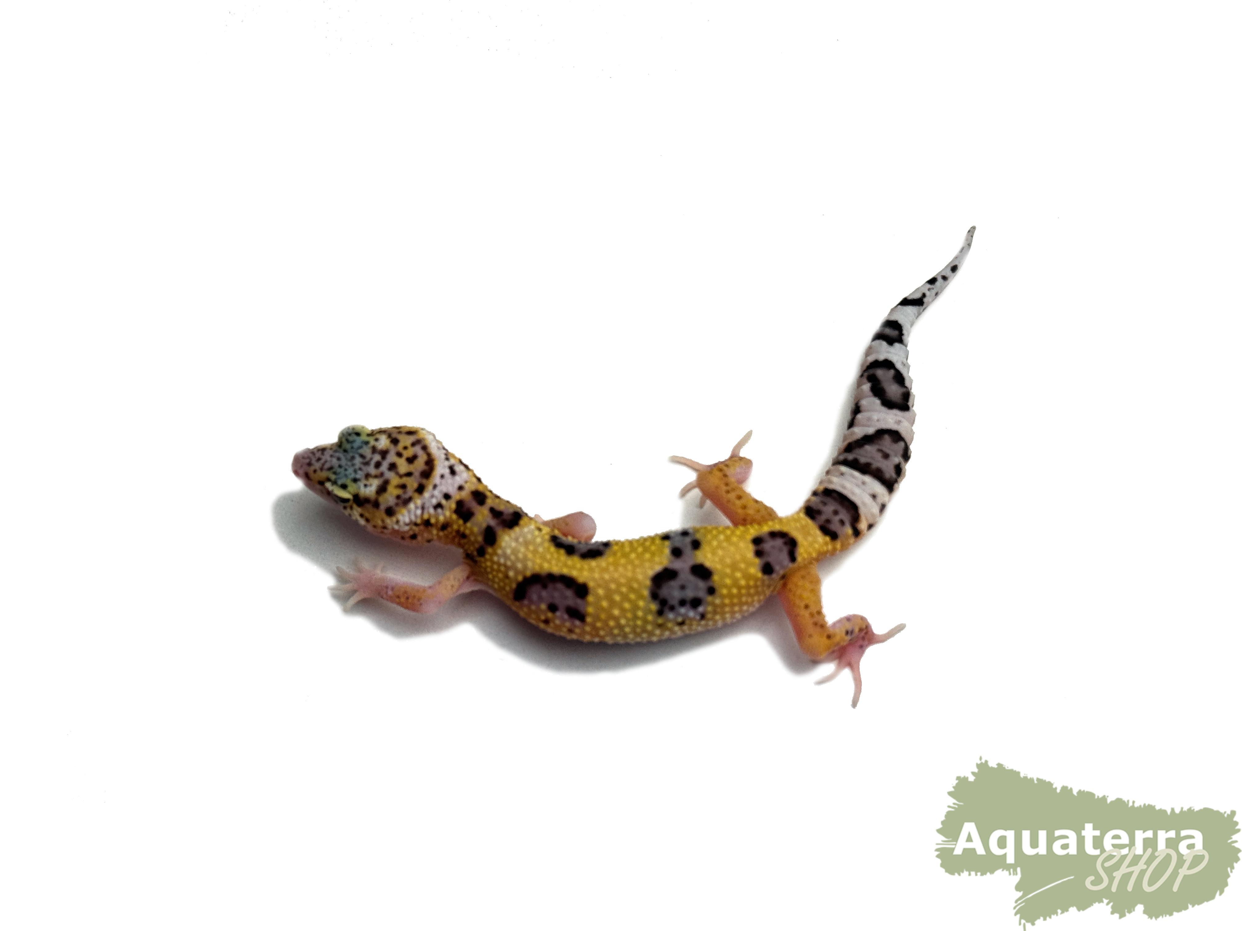 Eublepharis macularius, Leopardgecko