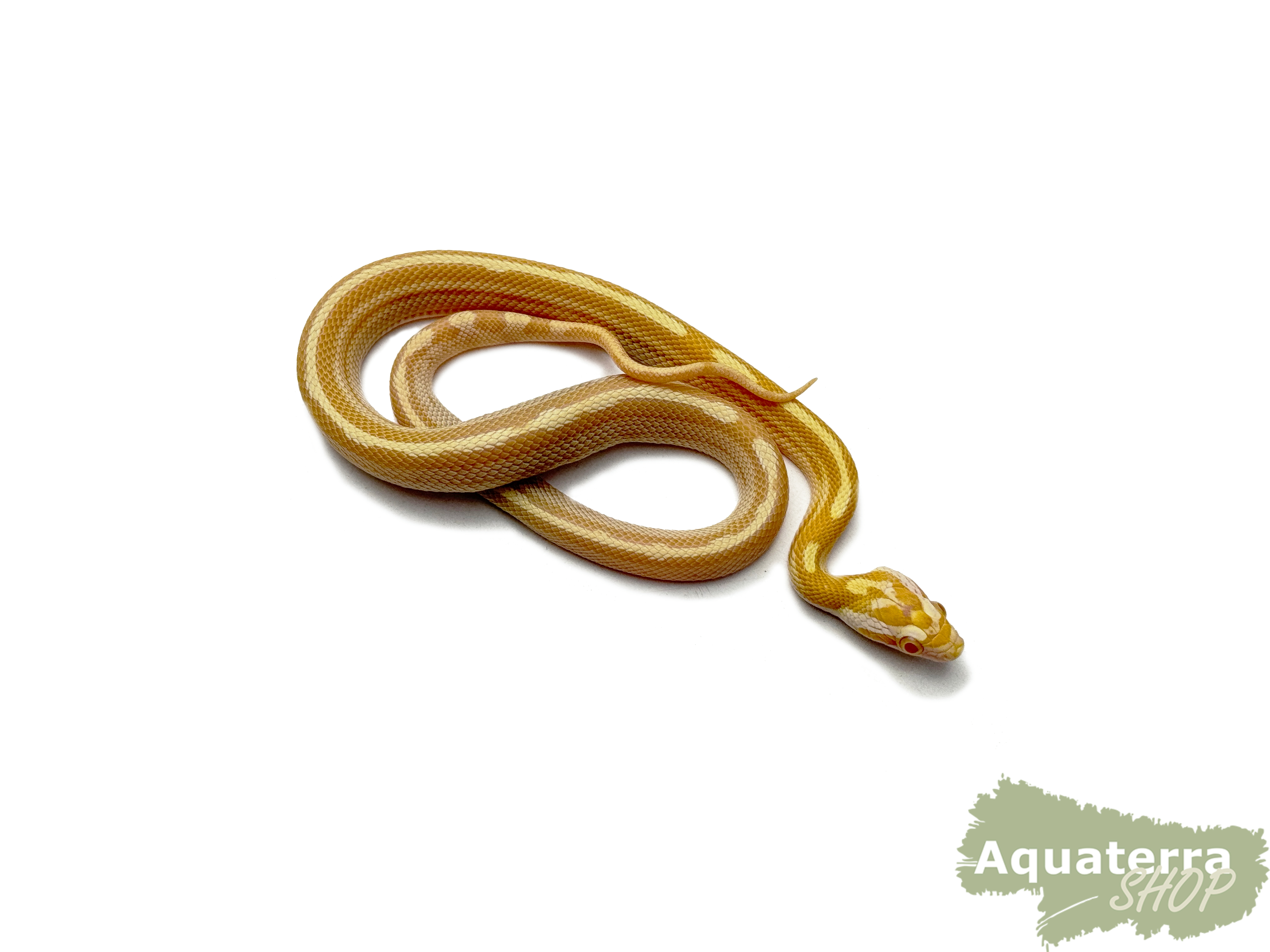 Pantherophis guttatus, Kornnatter