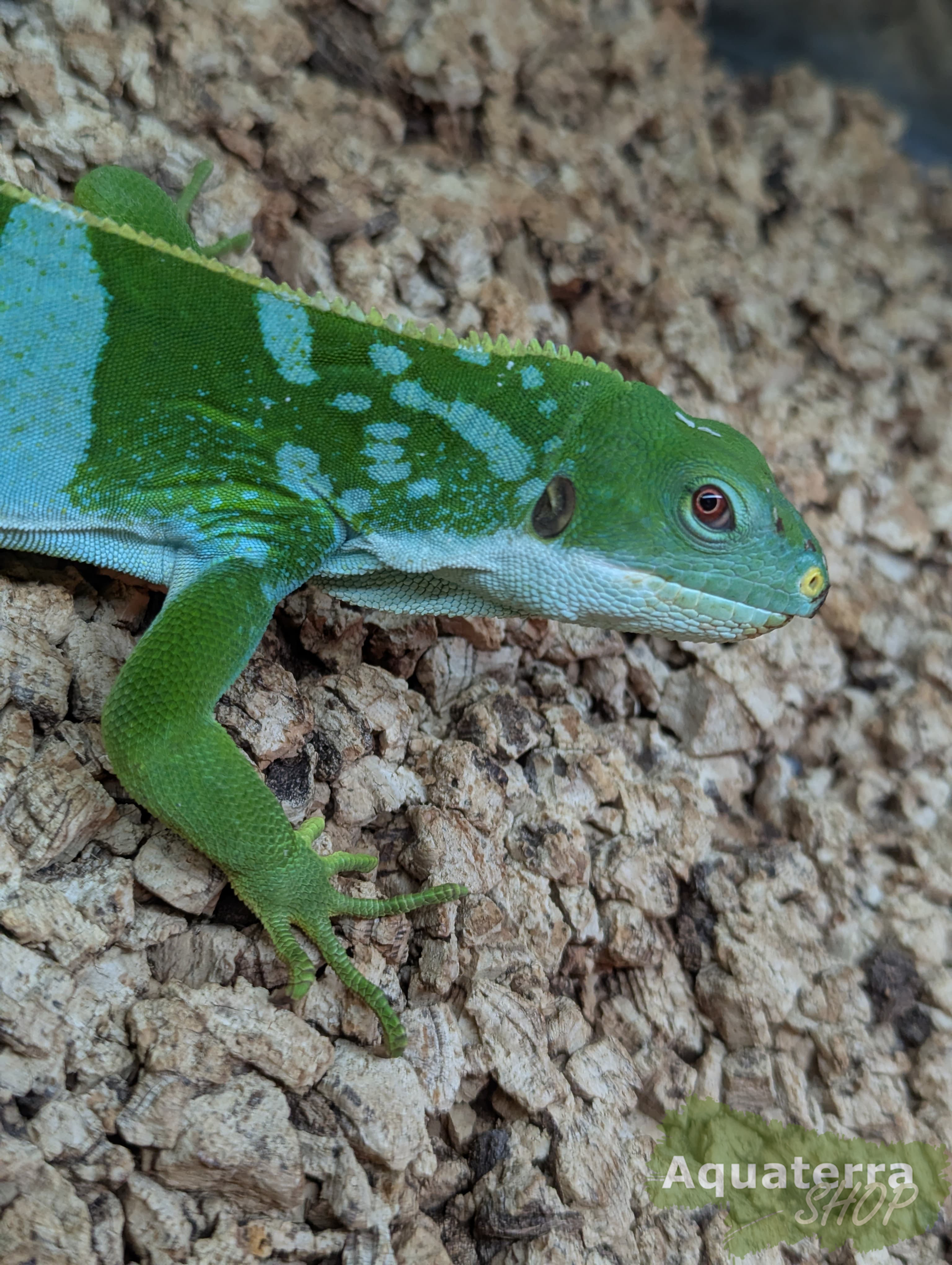 Brachylophus fasciatus, Fidji-Leguan