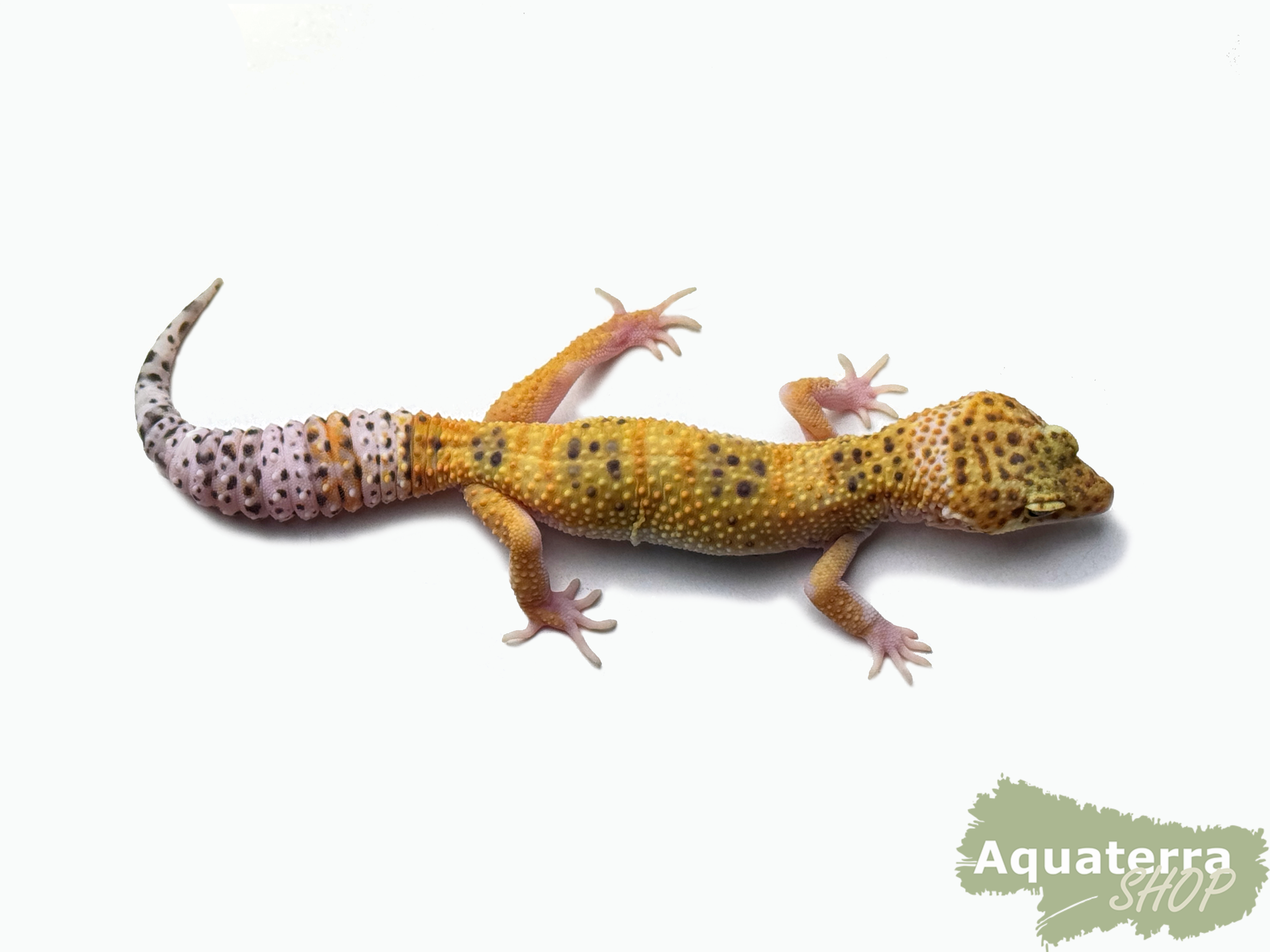 Eublepharis macularius, Leopardgecko