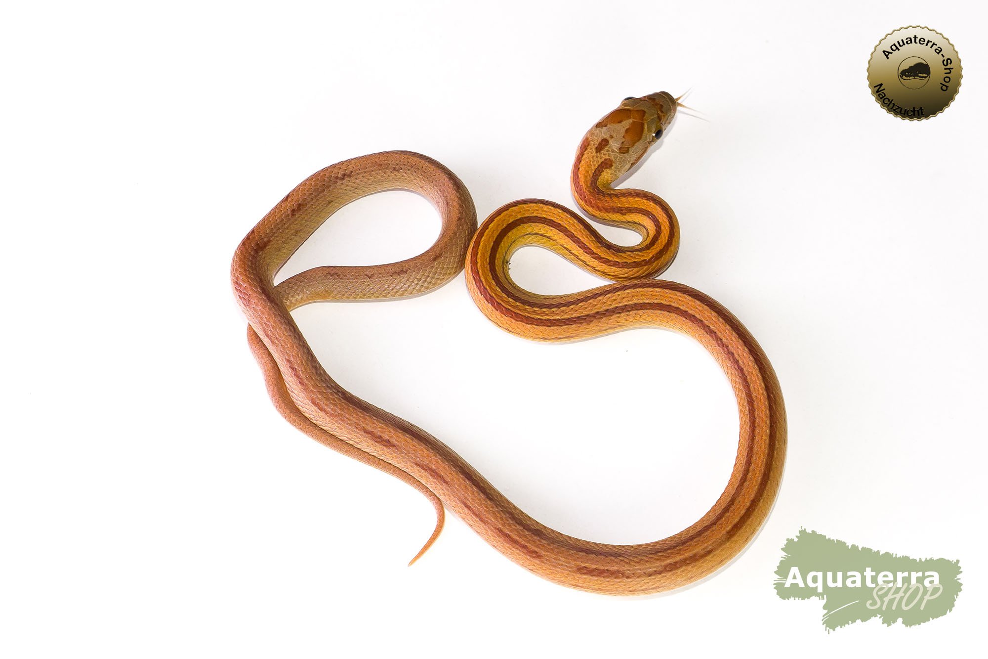 Pantherophis guttatus, Kornnatter